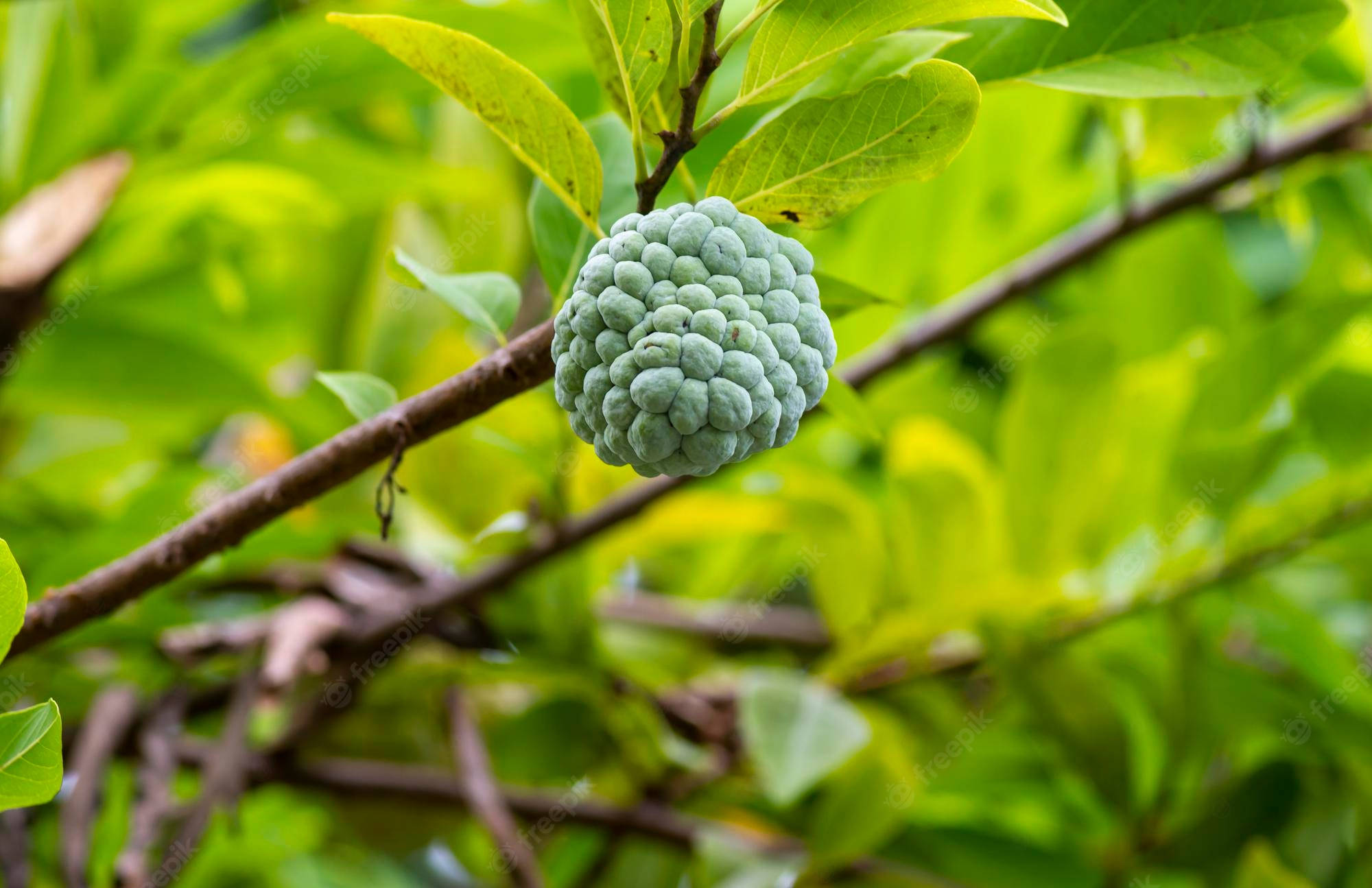 樹上成熟的糖蘋果簇 壁紙 — 一個綠色嘅牛油果（番荔枝）掛喺樹枝上，周圍係茂盛嘅綠葉，喺柔和自然光下。
