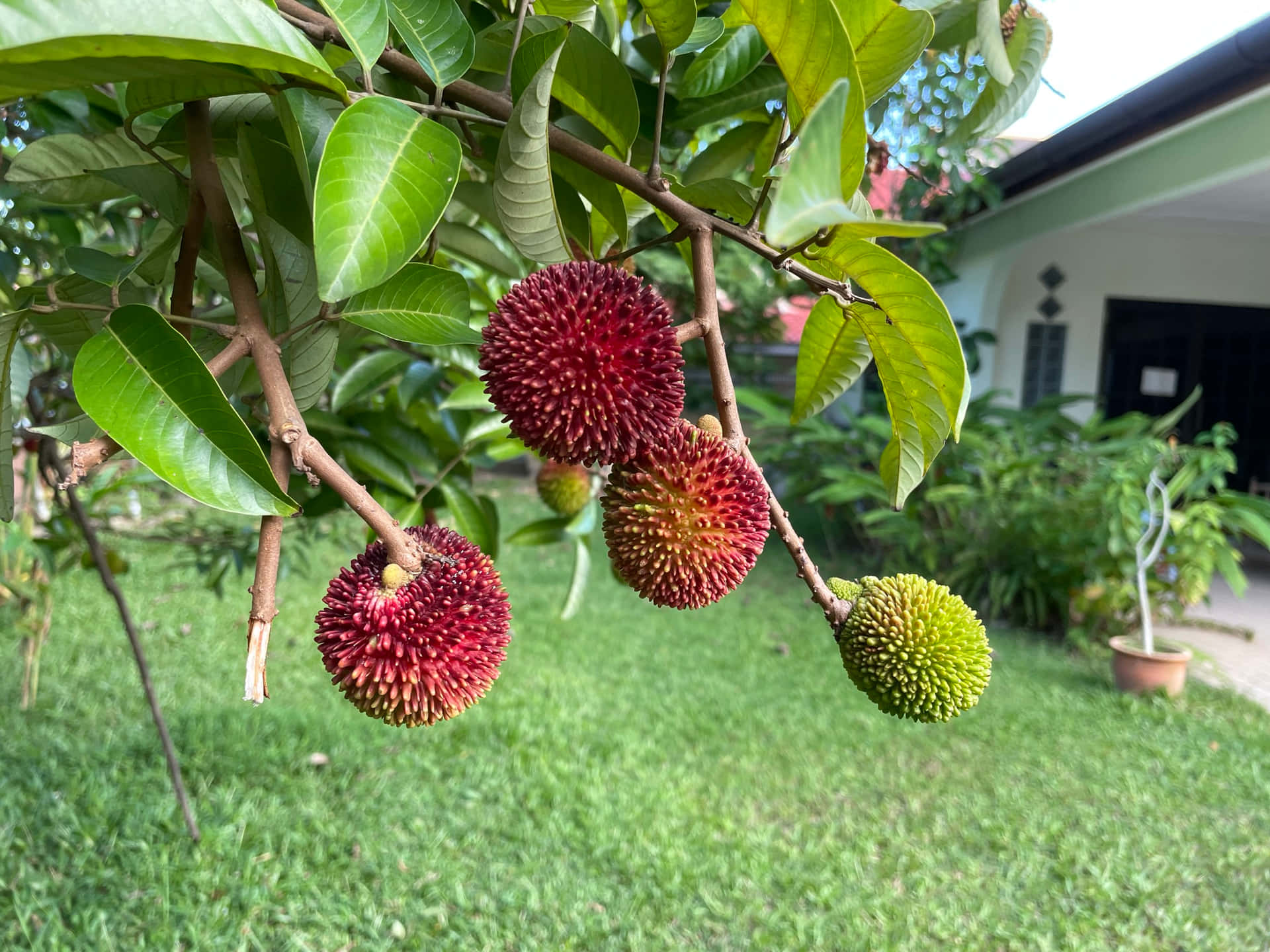 紅毛丹果實掛在茂密綠色花園的樹枝上。