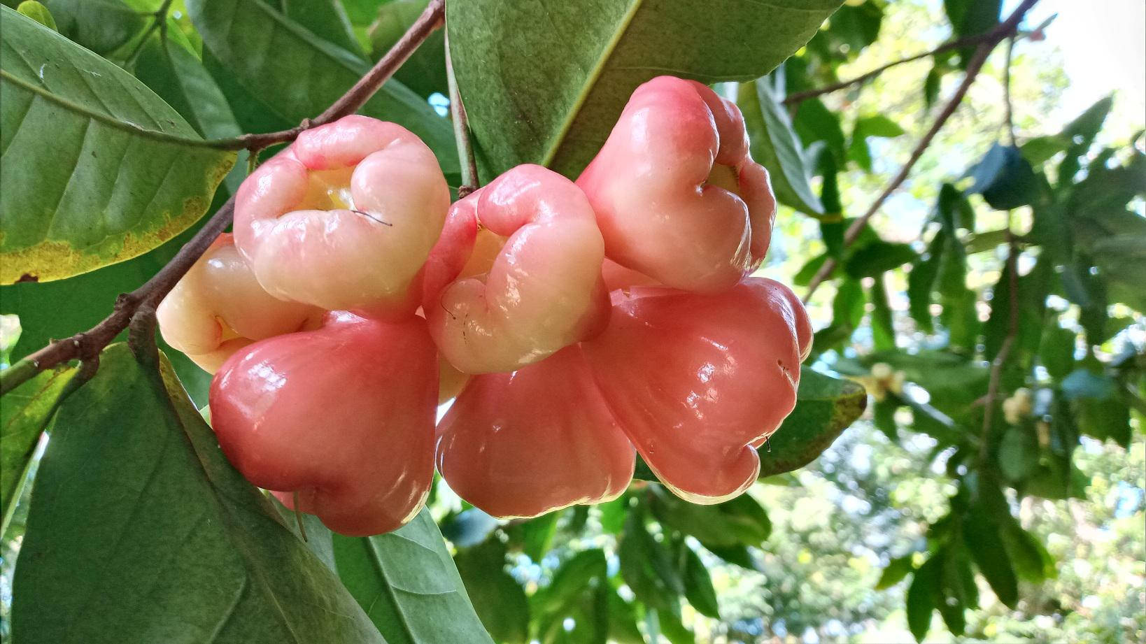 樹上掛著的粉紅玫瑰蘋果 壁紙 — 多汁的粉紅玫瑰蘋果在明亮的陽光下成熟地掛在樹枝上，周圍環繞著茂密的綠葉。