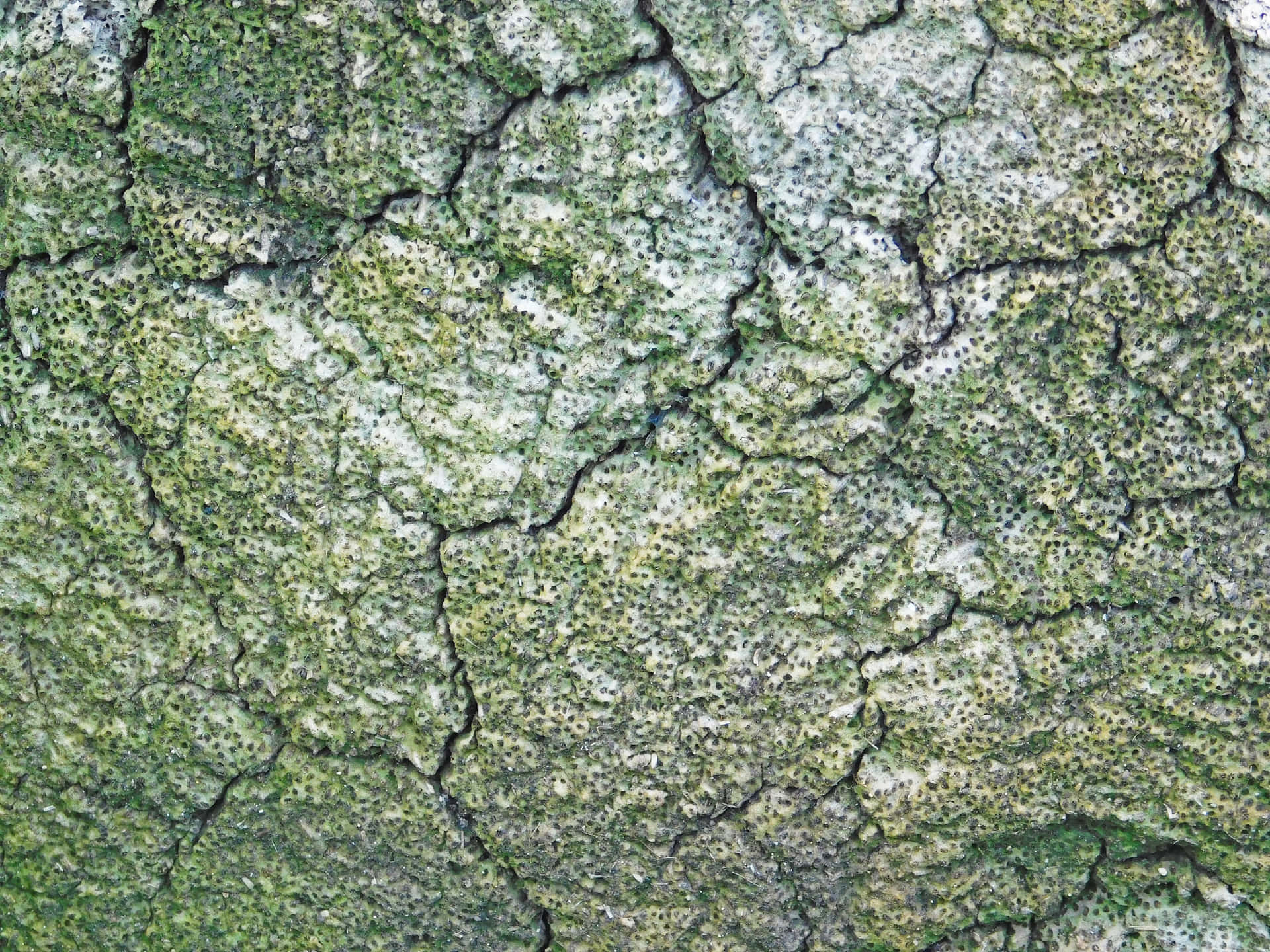 龜裂的地表覆蓋著綠色苔蘚和白色地衣圖案