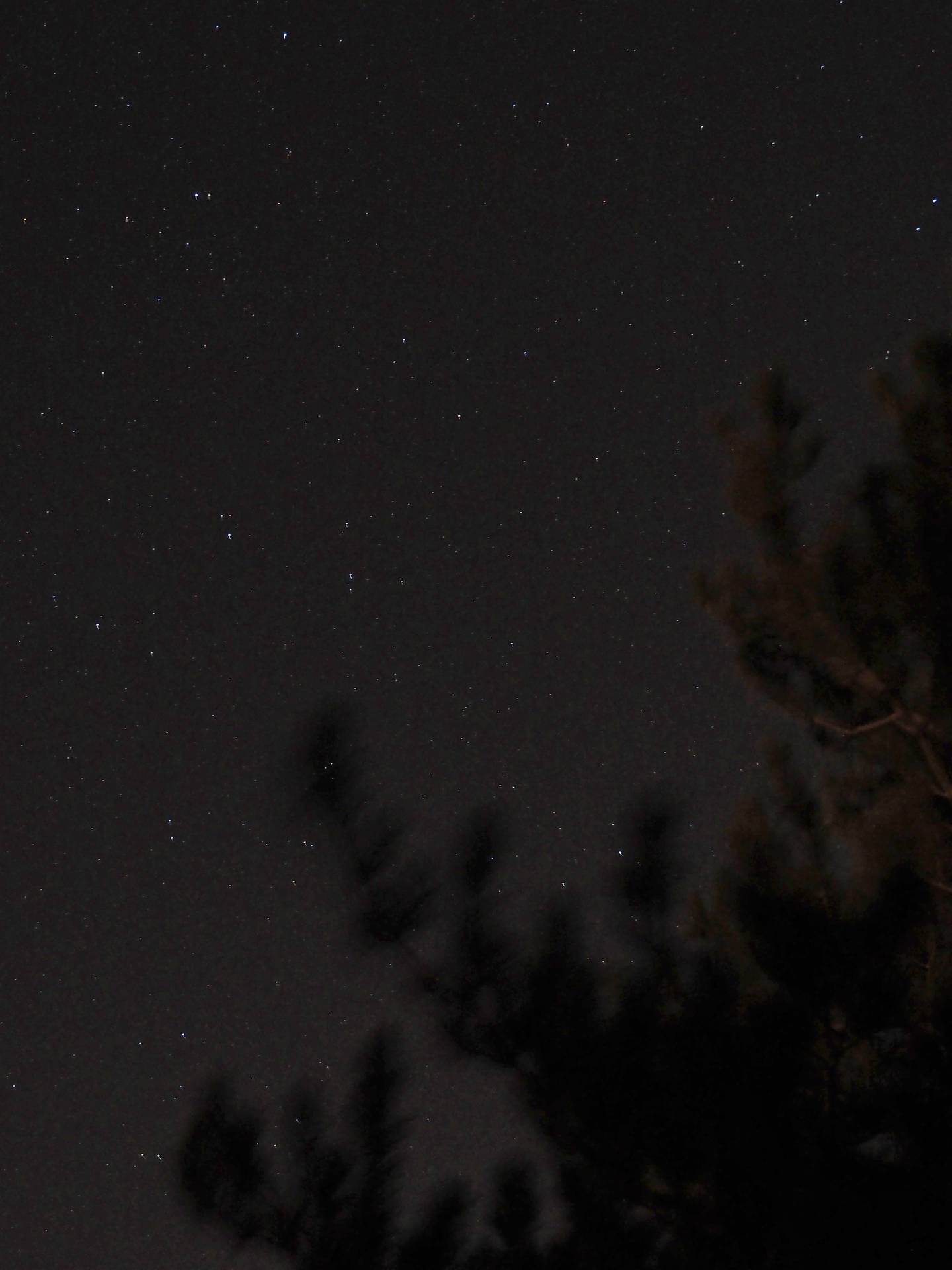 黑色松樹剪影襯托住星空夜空。