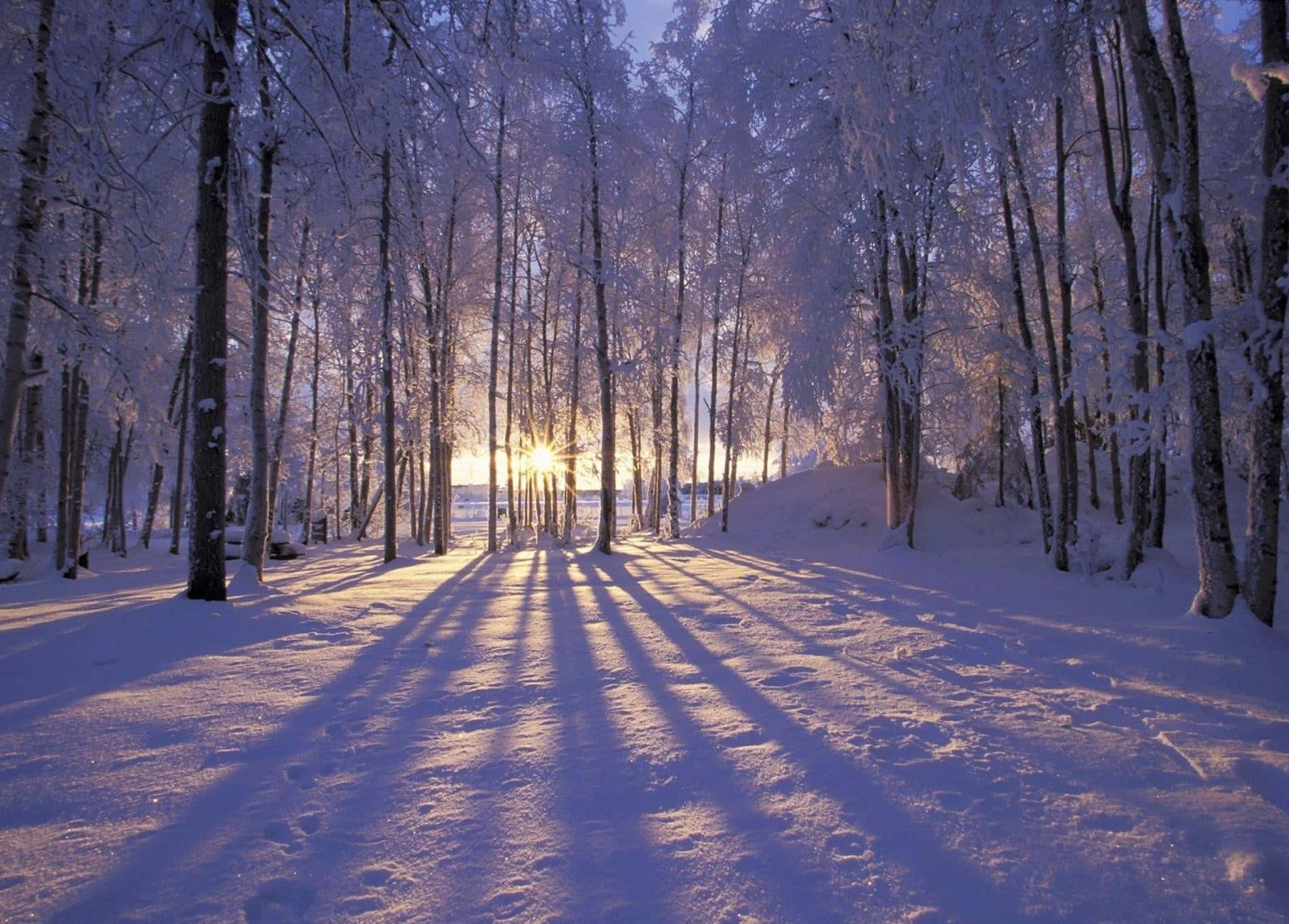 陽光穿過積雪的樹木，在冬季森林小徑上投下長長的陰影。