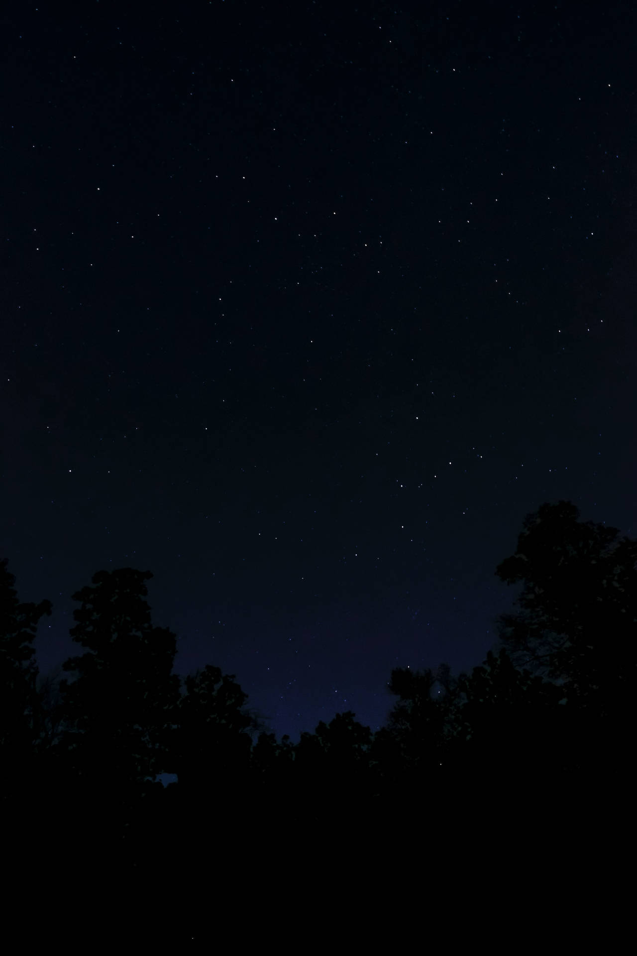 黑暗的樹木輪廓映襯著繁星點點的夜空。