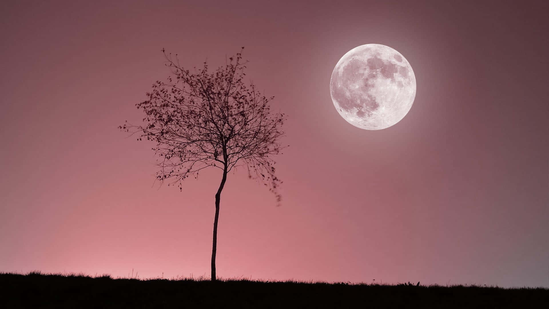 夜晚粉紅色天空下，滿月映襯著一棵樹的剪影。