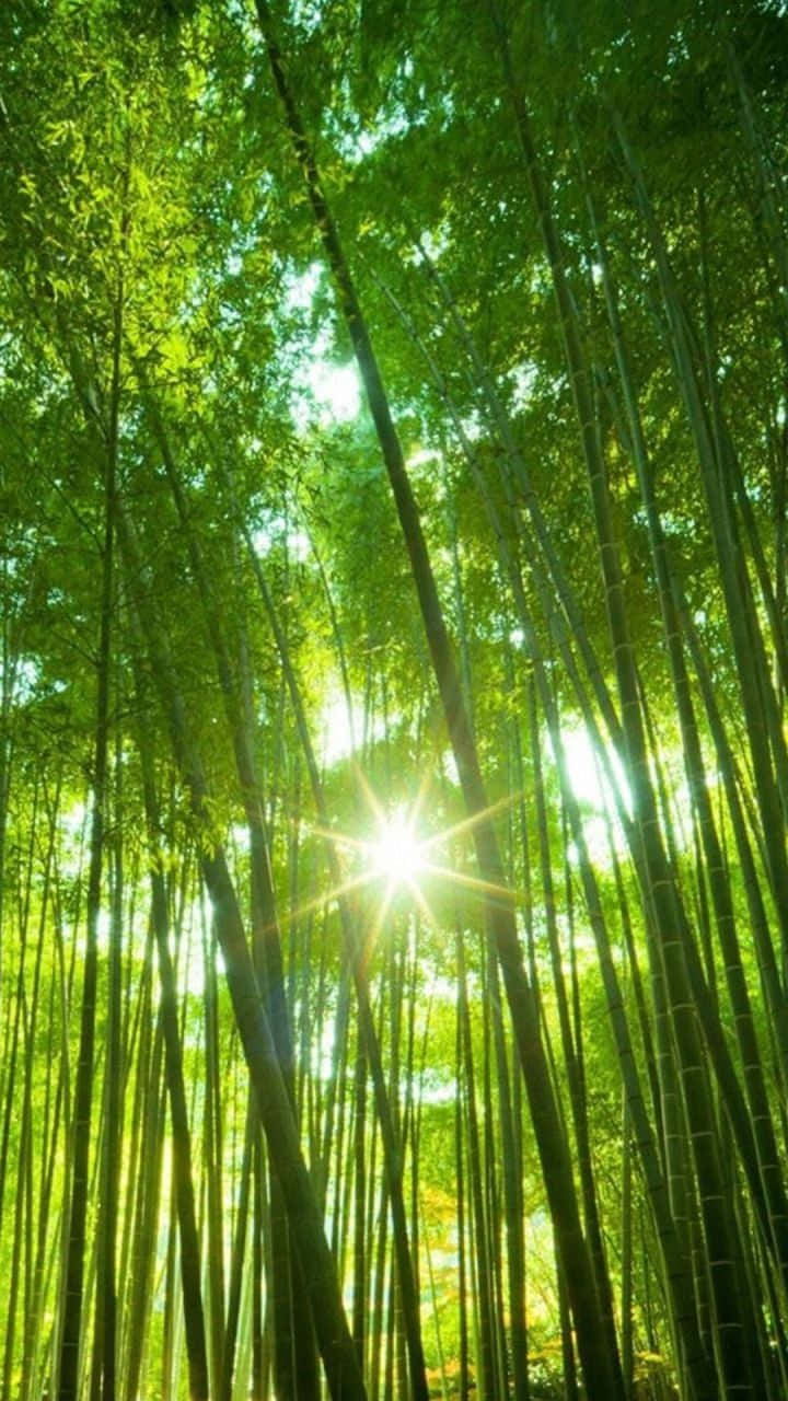 樹影與陽光 壁紙 — 陽光穿過茂密高聳的綠色竹莖樹冠，創造出燦爛的森林景象。