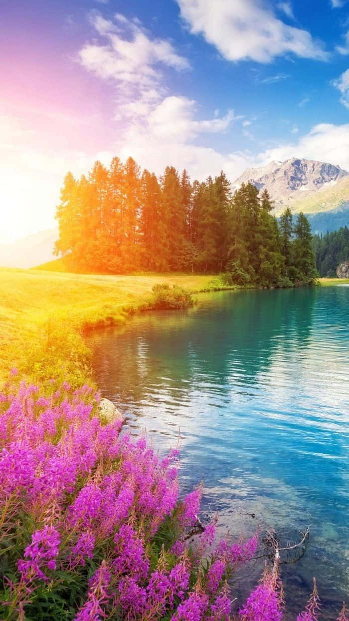 樹影花海 壁紙 — 陽光灑落在一個寧靜的湖泊上，周圍環繞著紫色的花朵、綠色的樹木和白雪覆蓋的山脈，藍天白雲。