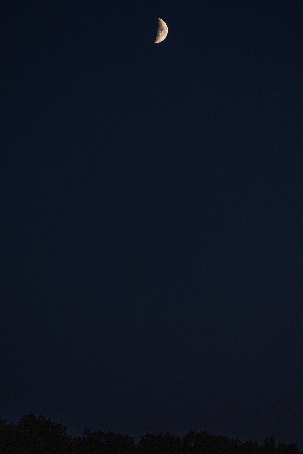 夜間黑暗樹木剪影上的月牙