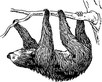 樹懶_ 黑色背景 壁紙