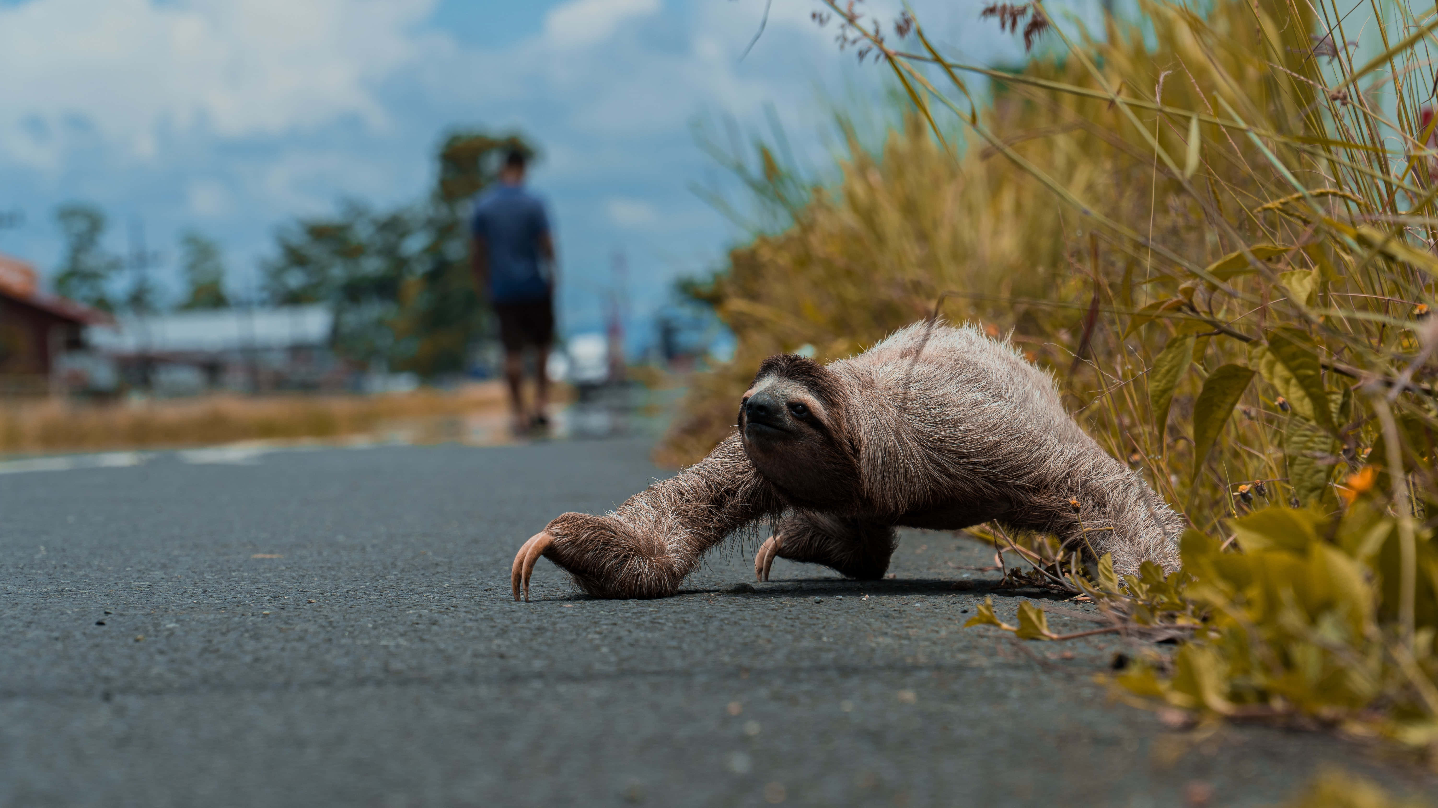 樹懶在陽光下曬暖 壁紙 — 一隻樹懶緩慢地爬過一條鋪砌的道路，背景中有一個模糊的人影在行走，天空部分多雲。