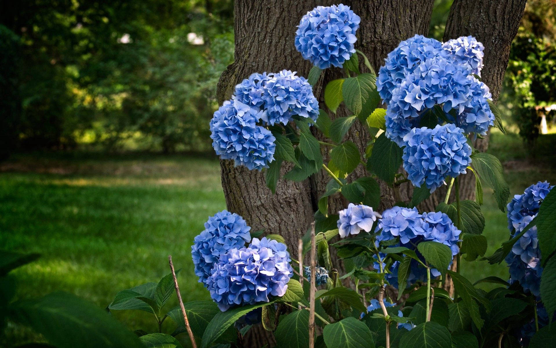 藍色繡球花在陽光花園中長在樹旁。