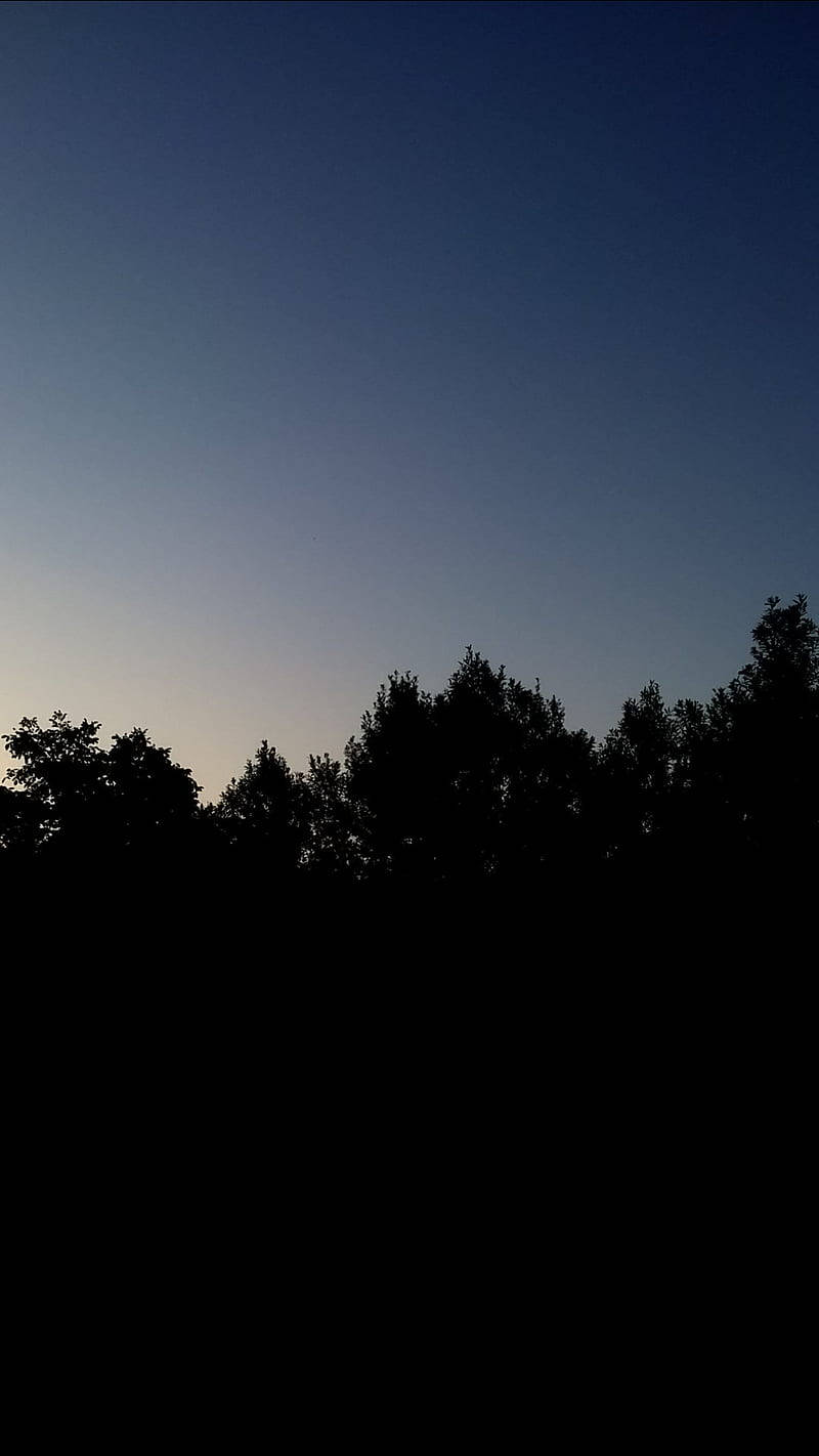 深色樹木剪影，背景為帶有藍色和紫色色調的暮色天空。