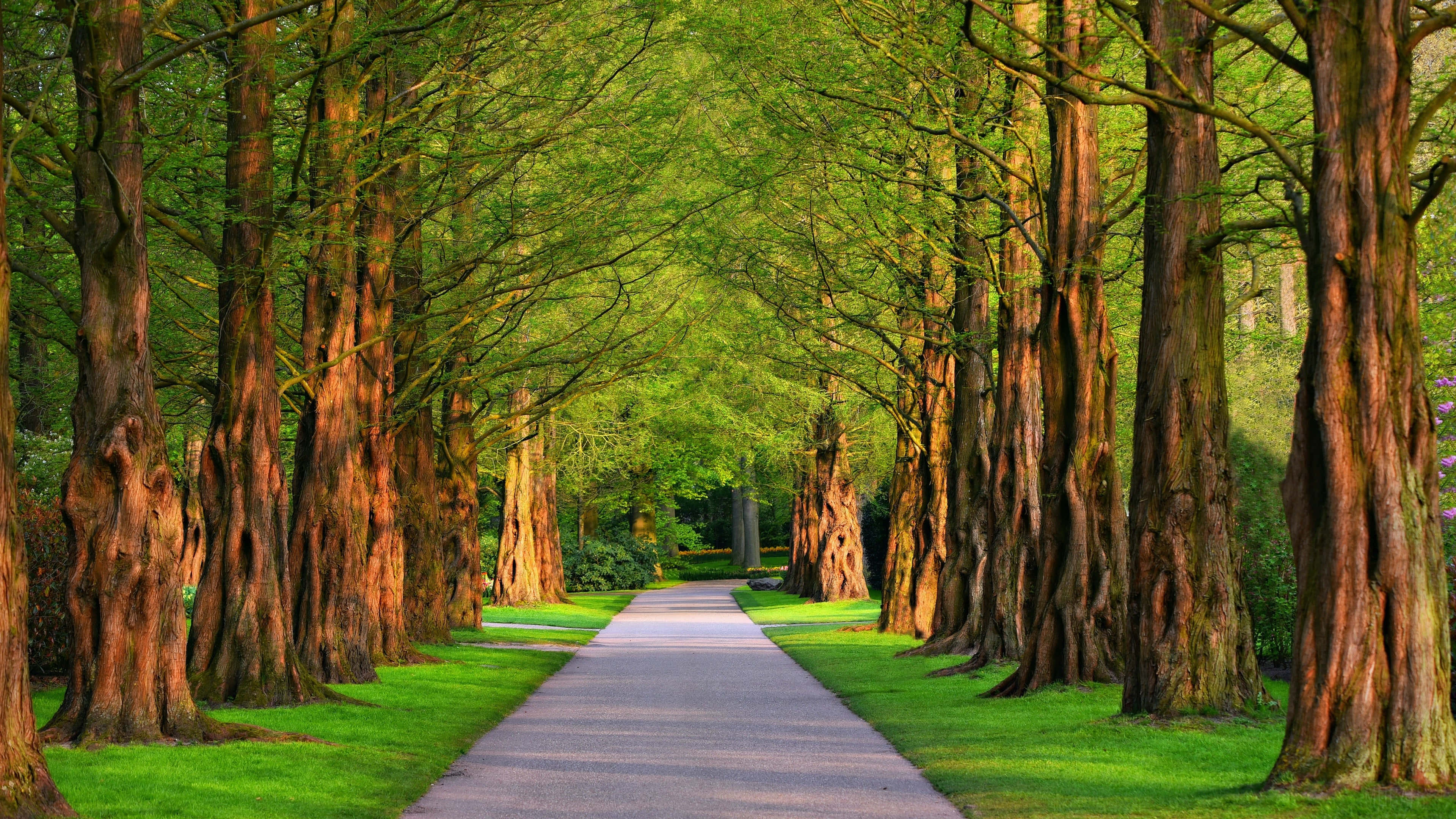 樹木成蔭的小徑 壁紙