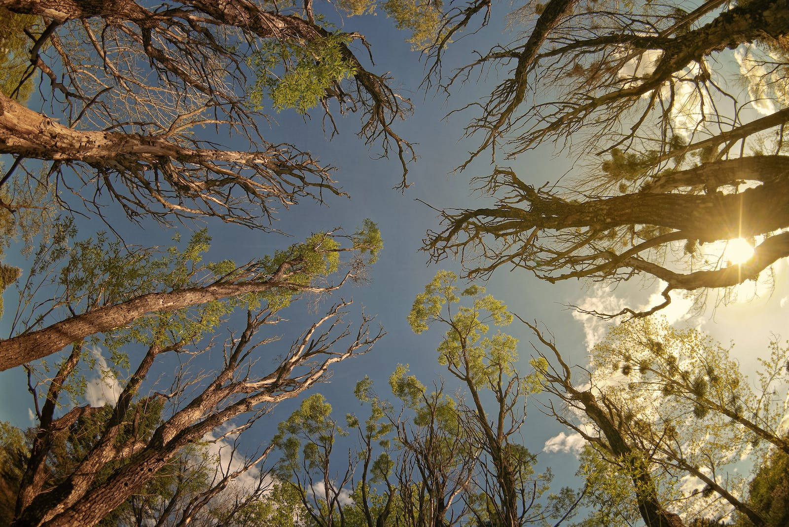 樹林俯瞰日出自然風景 壁紙 — 陽光穿過高聳的樹木，樹枝有的光禿，有的枝葉茂密，映襯著清澈的藍天。