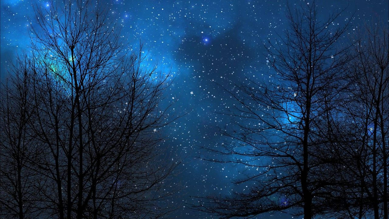 光禿禿的樹木剪影映襯著繁星點點的藍色夜空，星雲閃爍。