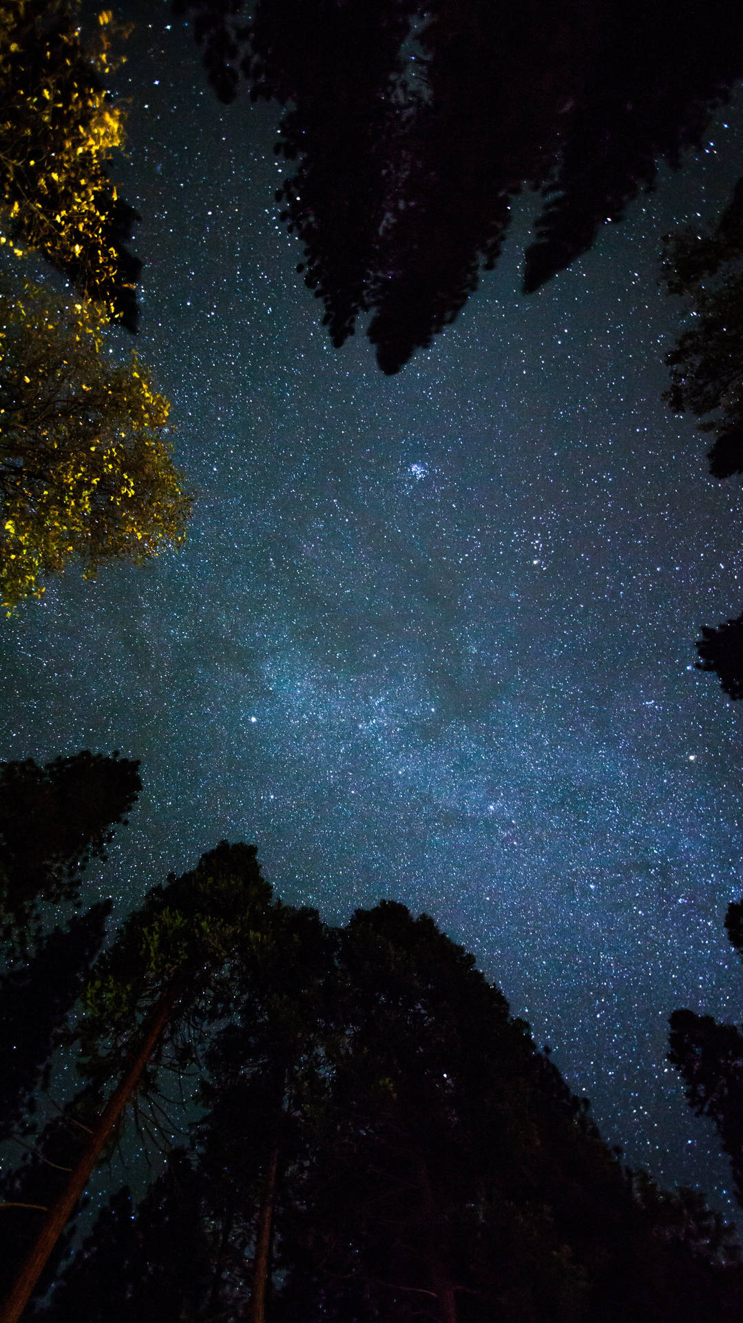 透過森林樹冠看到的星空，樹梢閃爍著光芒。
