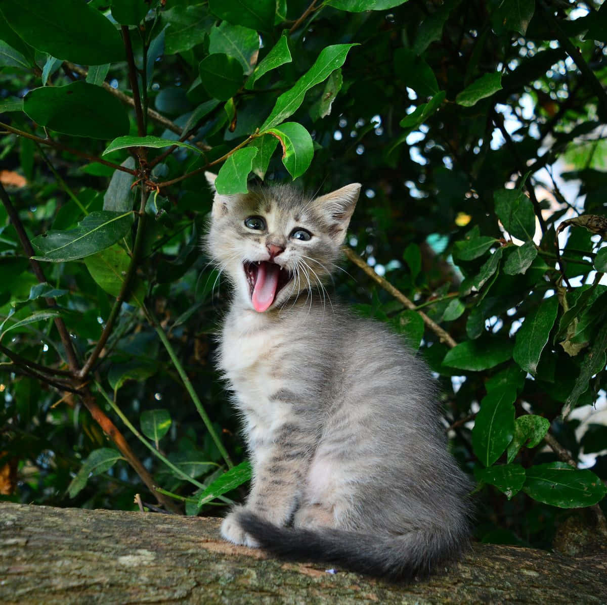 樹枝上吐舌的貓咪搞笑圖 壁紙 — 一隻灰色虎斑小貓在長滿茂密綠葉的樹枝上打呵欠。
