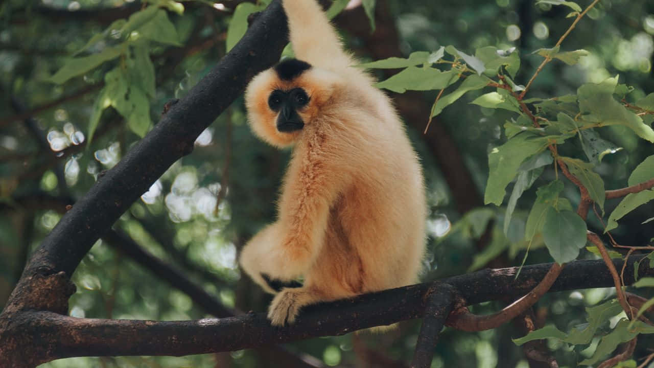 一隻白掌長臂猿棲息在森林的樹枝上。