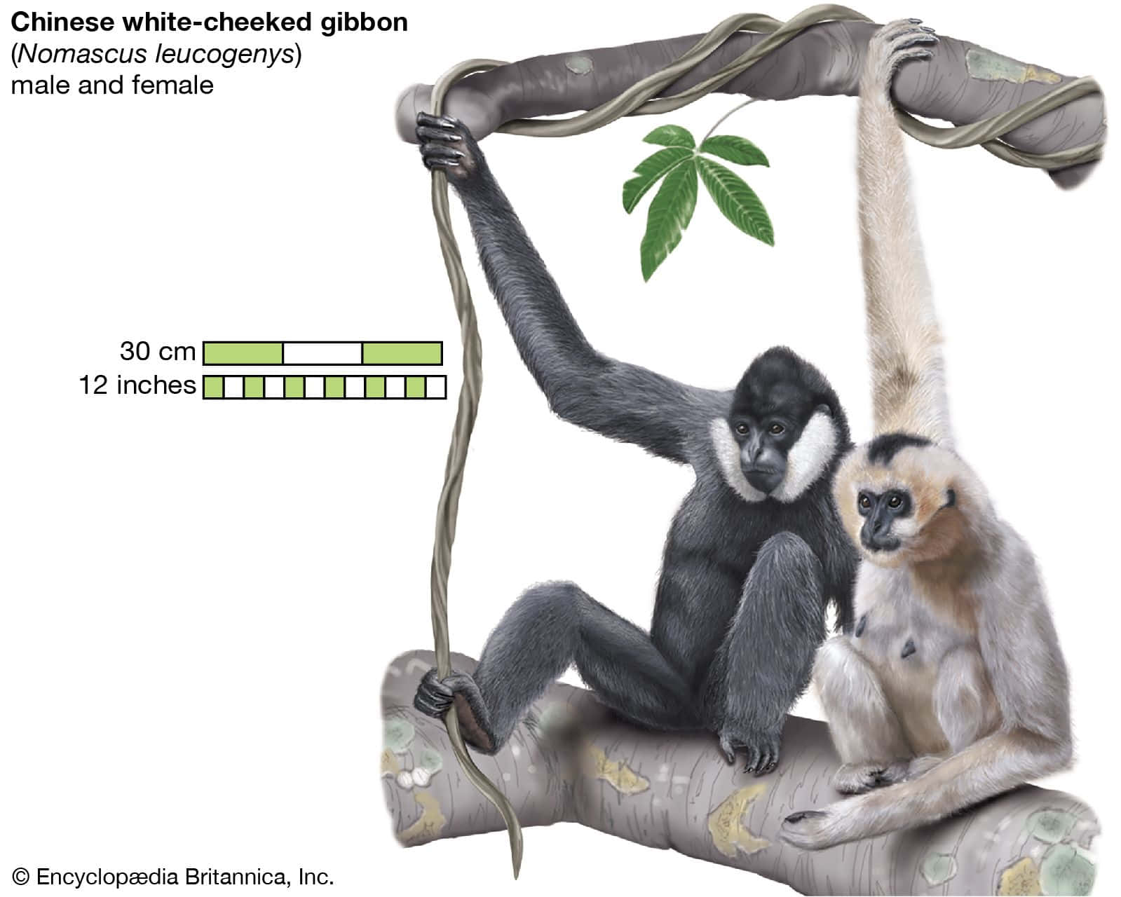 樹枝上的猿猴 壁紙 — 一隻雄性及一隻雌性中國白頰長臂猿棲息在藤蔓和樹枝上，展示牠們對比鮮明的毛色和富有表情的臉龐。