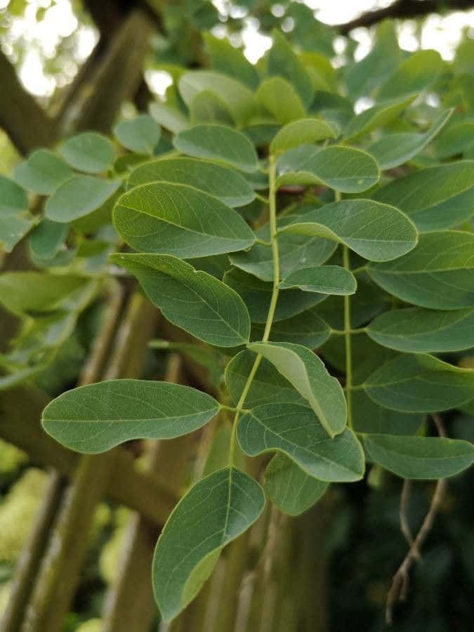 Black Locust 桌布 壁紙 — 樹枝上鮮綠色複葉的特寫，柔和自然光線穿透而過。