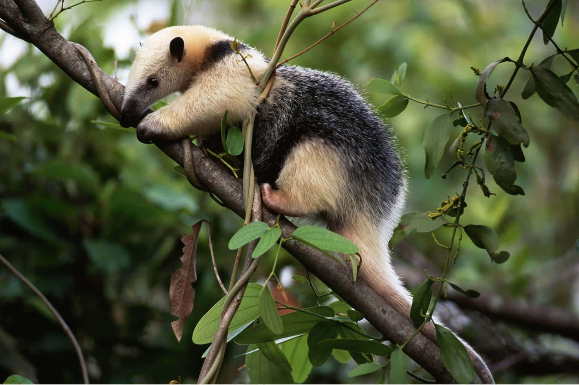 樹棲的 tamandua 壁紙 — 一隻巨型食蟻獸緊抓著樹枝，置身於茂密翠綠的叢林環境中。