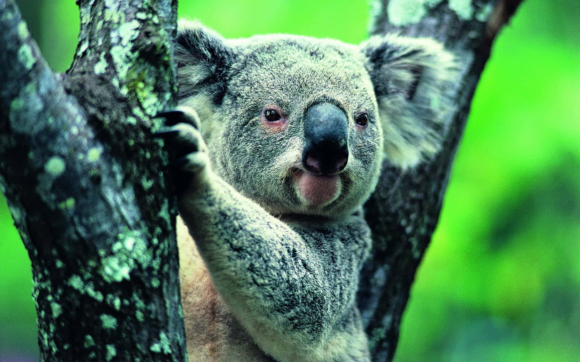 Beautiful Wildlife 桌布 壁紙 — 樹熊緊抓長滿苔蘚的樹枝的特寫，背景是鮮綠的樹葉。