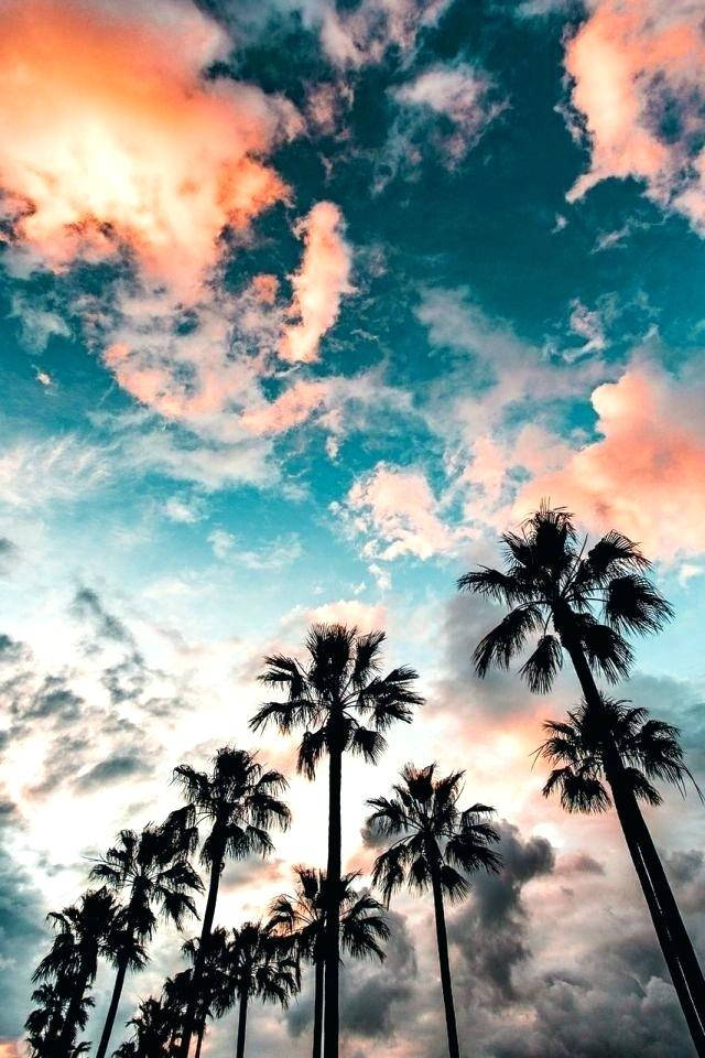 棕櫚樹在色彩繽紛的夕陽天空下形成剪影，帶有珊瑚和藍綠色的雲彩。