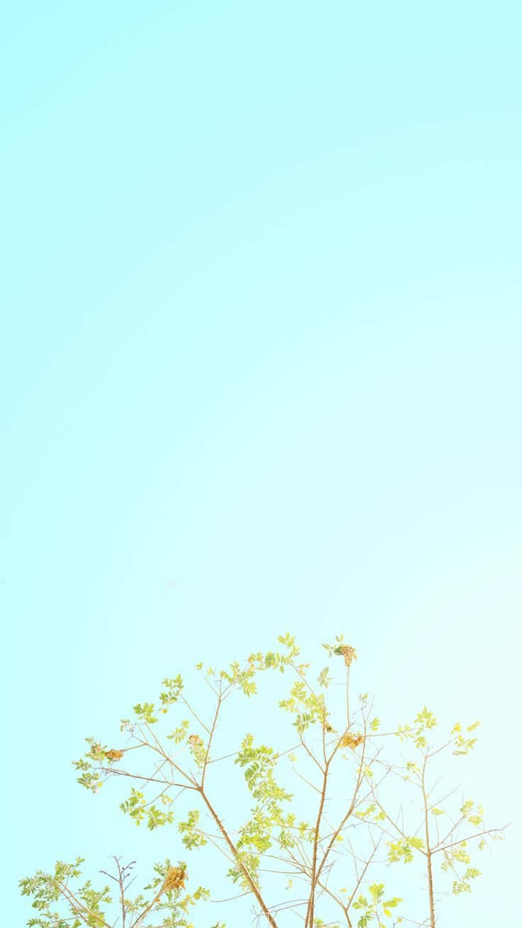 樹葉極簡iPhone壁紙 壁紙 — 細緻的樹枝帶著新鮮的綠葉，在柔和的粉藍色天空下向上伸展。