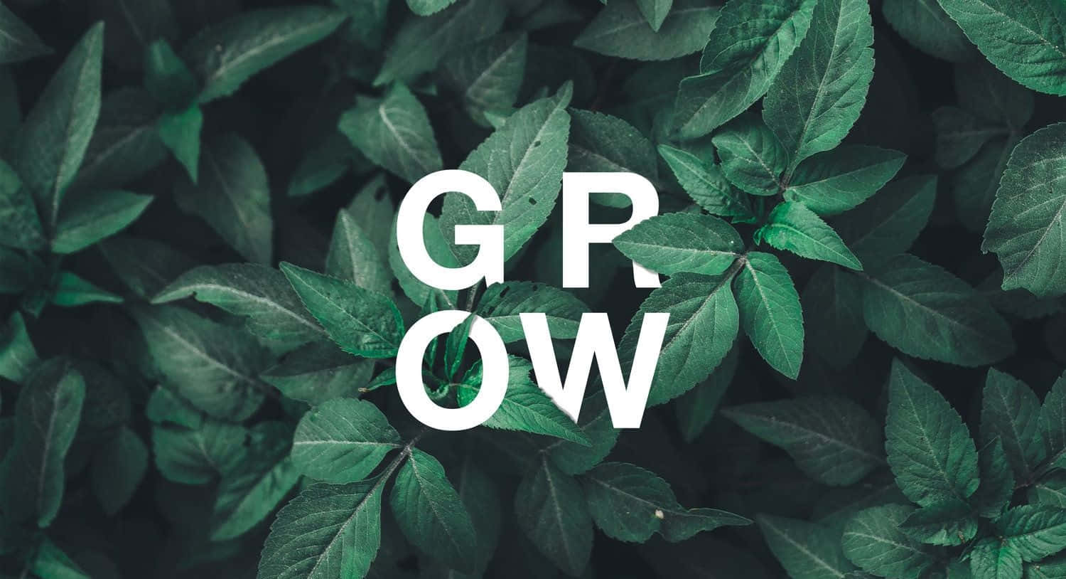 白色字母 GROW 被綠色樹葉包圍。