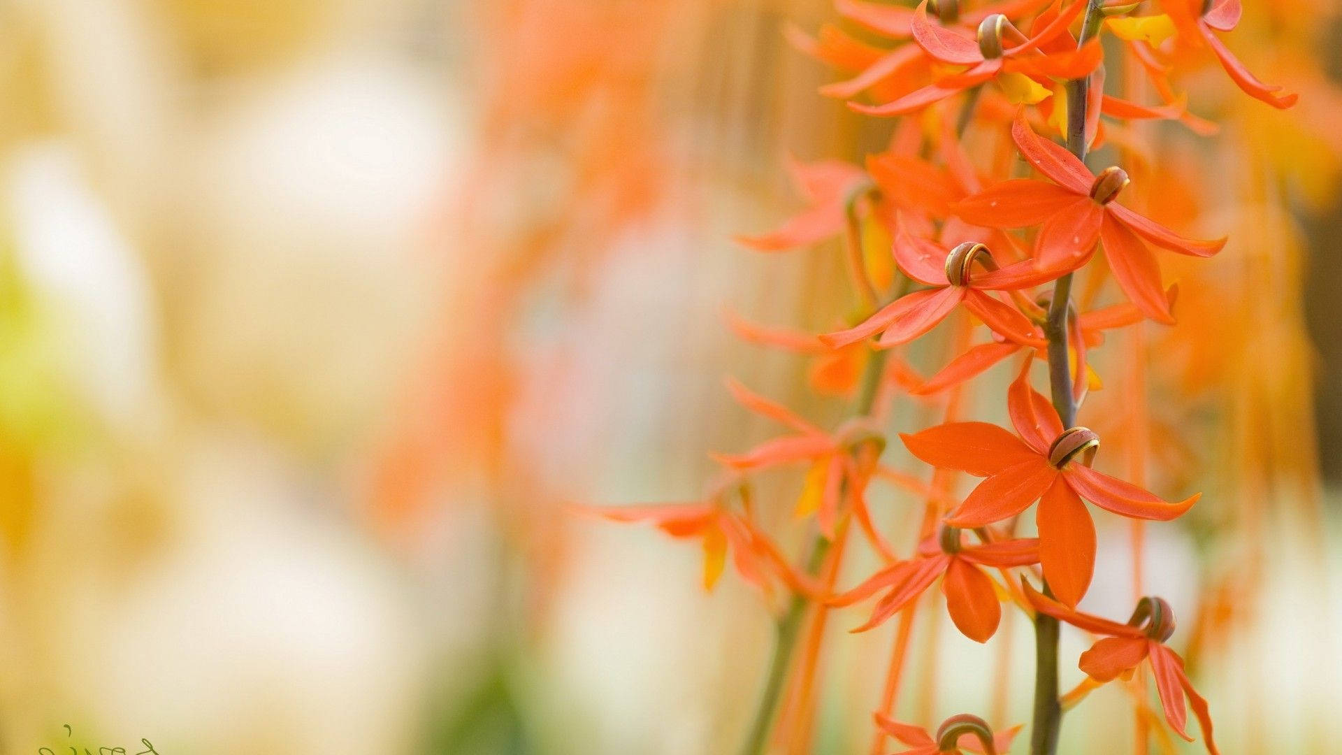 橘色花瓣微距花朵 壁紙 — 鮮豔的橙色蘭花在柔和焦點下，以溫暖的金色背景襯托，層層疊疊。