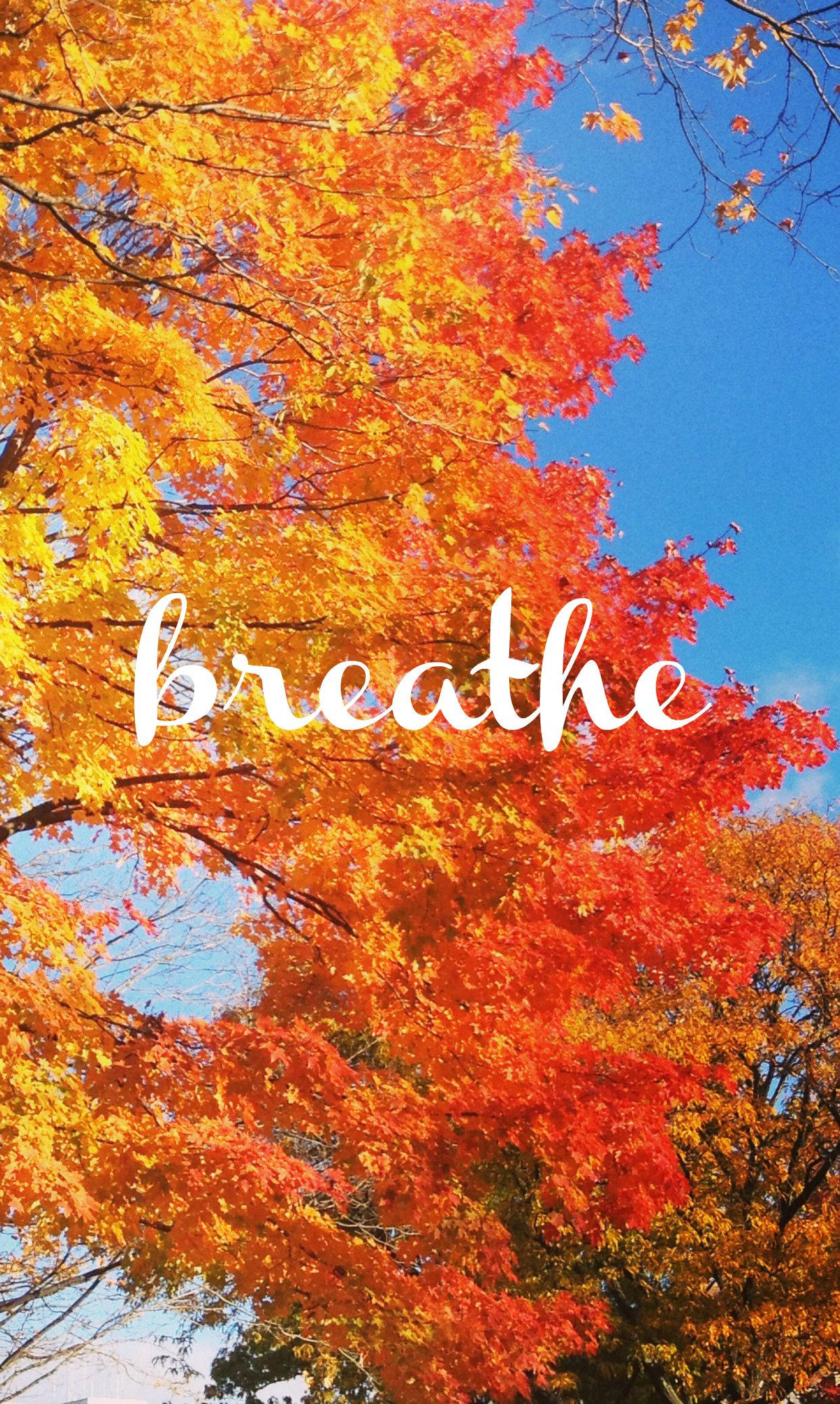 橙樹藍天秋日iPhone壁紙 壁紙 — 充滿活力的秋樹，帶有火熱的橙色和紅色葉子，映襯著清澈的藍天，並有白色草書的 breathe 字樣。