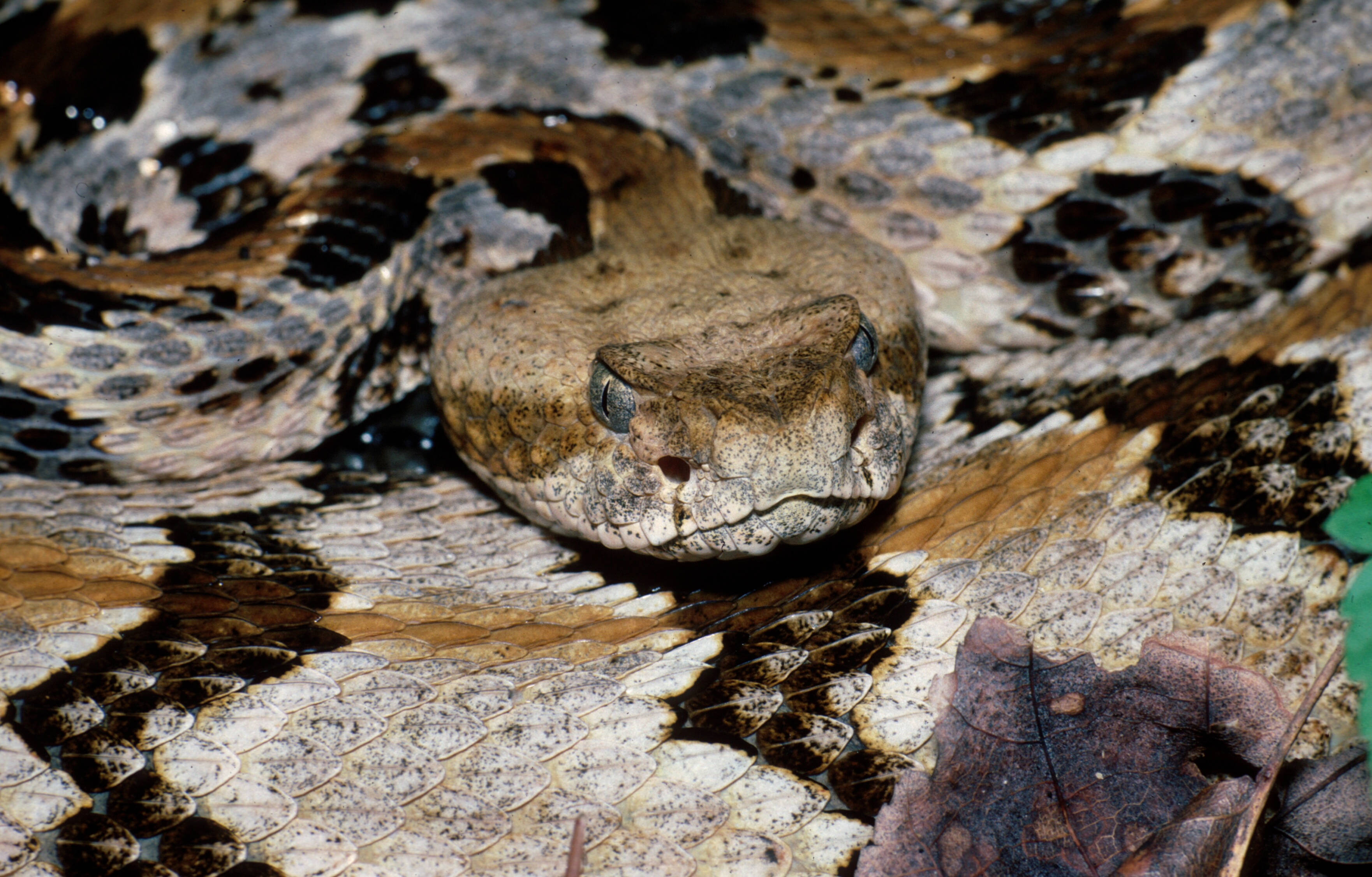橙灰色 Timber Rattler 蛇 壁紙 — 一張偽裝的坑蝰蛇蜷縮在濕葉和泥土中的特寫照片。