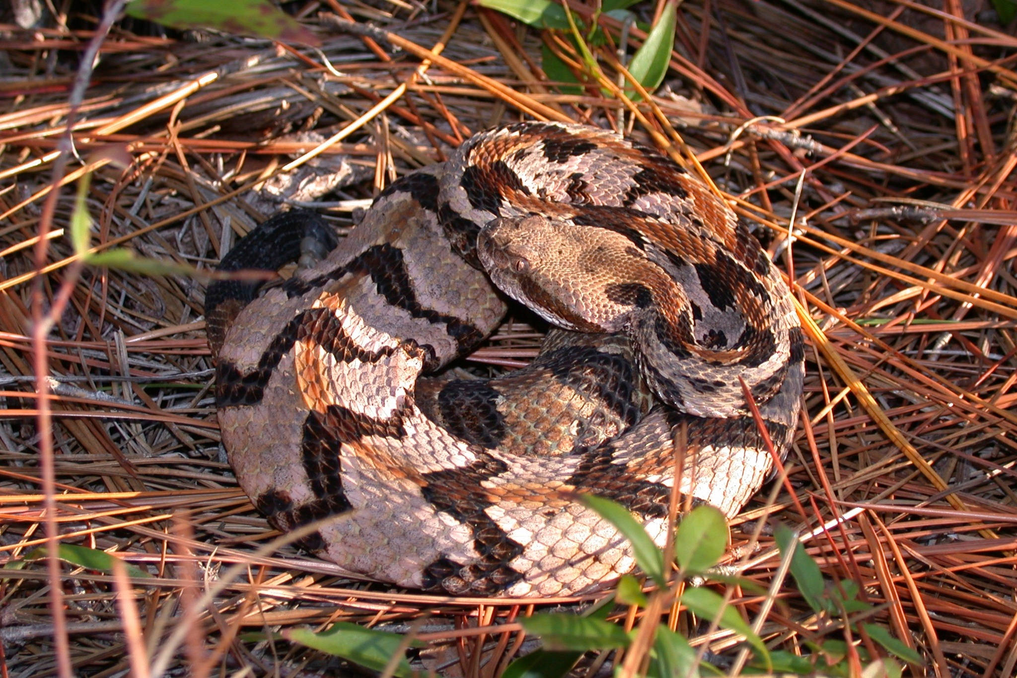 橙米色 Timber Rattler 蛇 壁紙 — 一條盤繞的木響尾蛇在陽光照耀的森林地面上，偽裝在乾燥的松針和綠色樹葉之間休息。