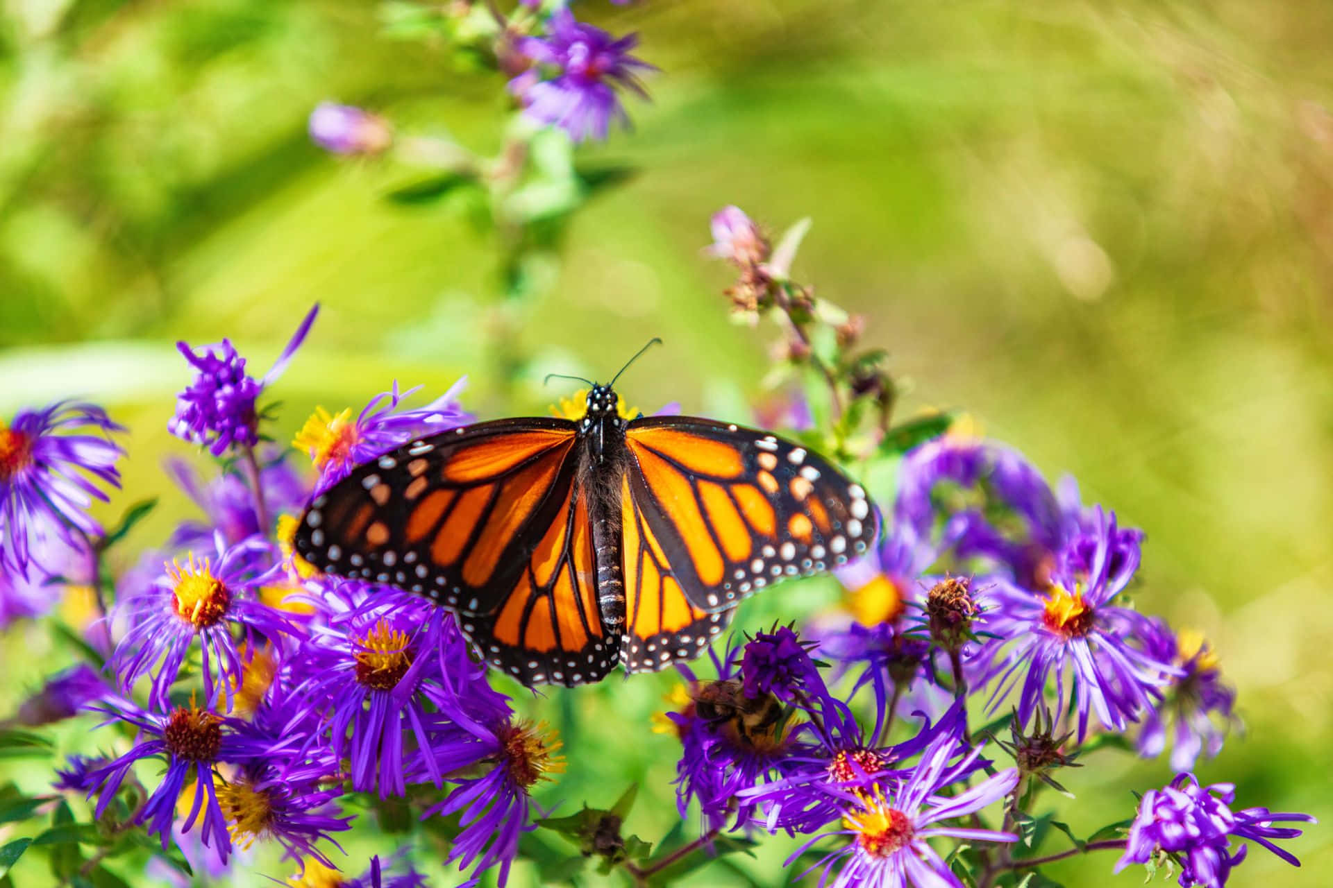 monarch 蝴蝶棲息在陽光花園中的紫色花朵上。