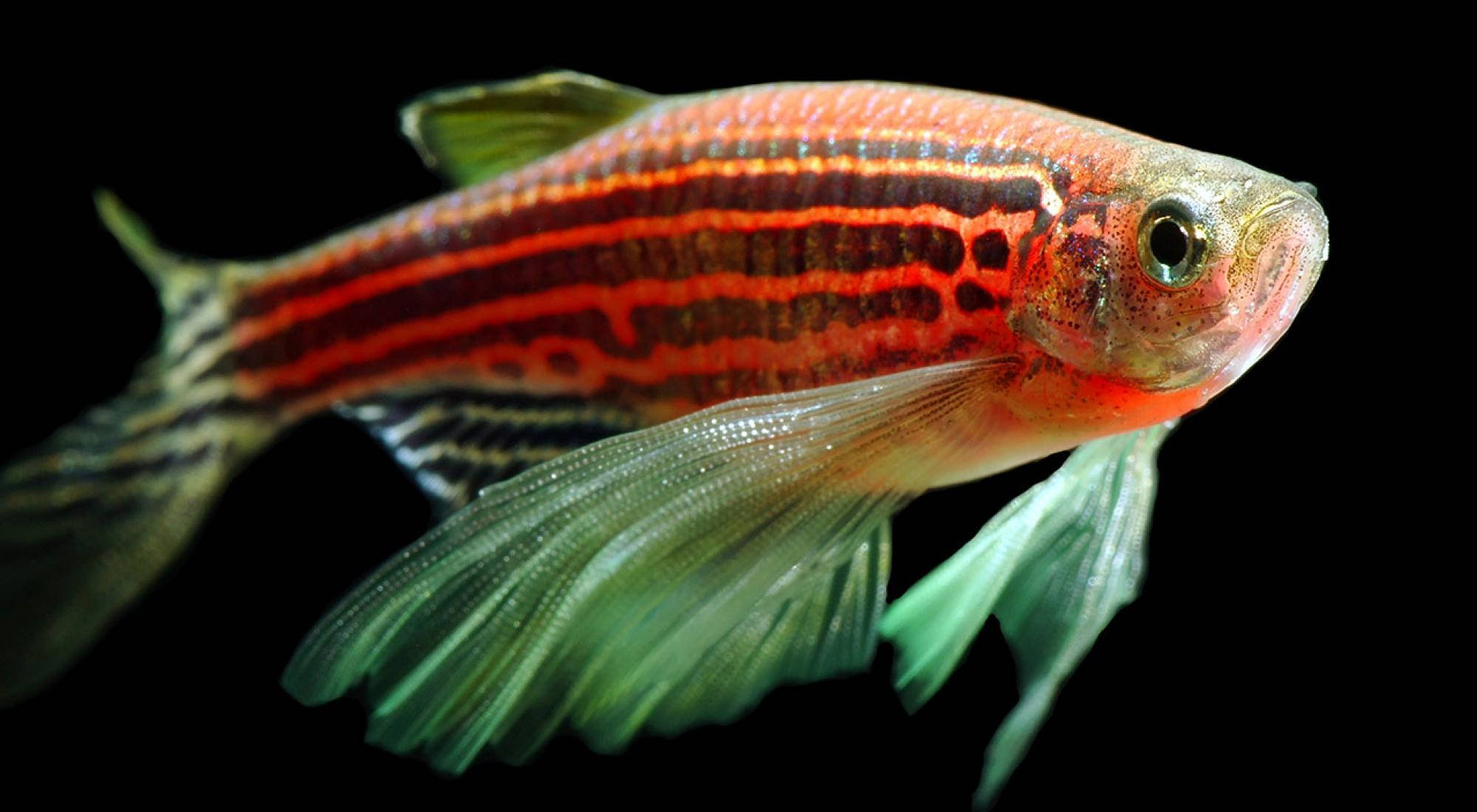 橙色斑馬涼魚 壁紙 — 一條充滿活力的斑馬魚，帶有紅色條紋和半透明的綠色魚鰭，在漆黑的背景下游泳。