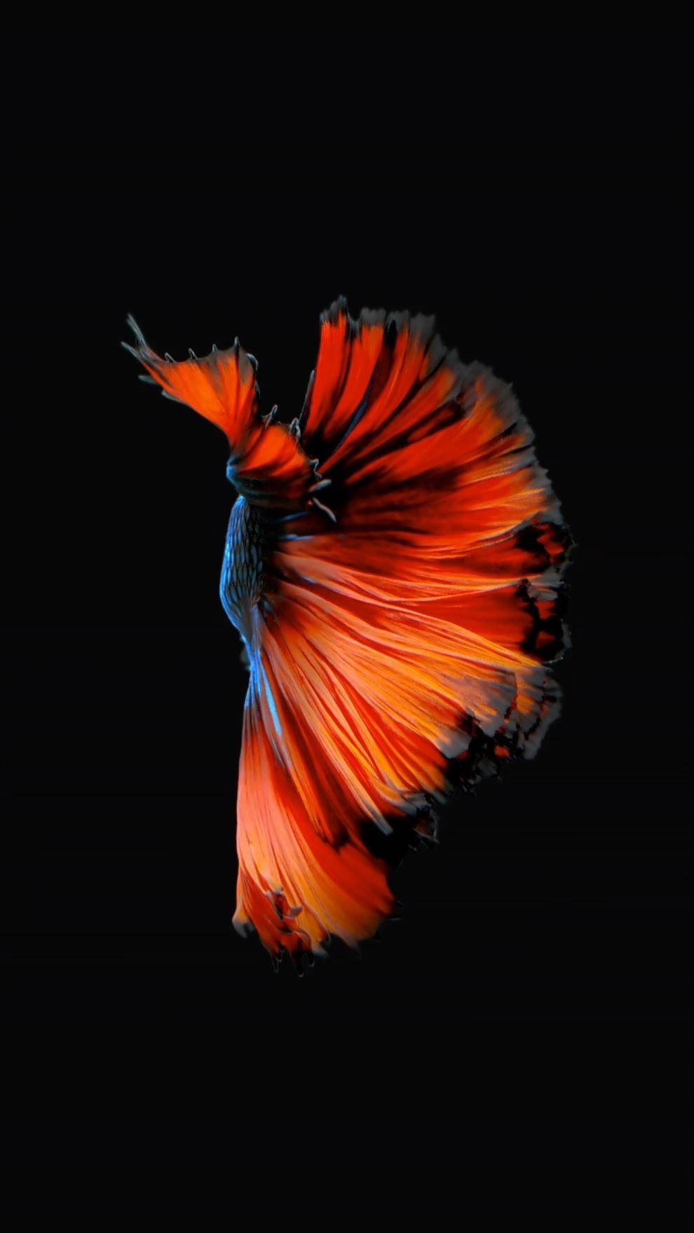 橙色暹羅鬥魚 iPhone 壁紙 — 一條鮮豔的橙色鬥魚，帶有流動的魚鰭，在純黑色背景上發光。