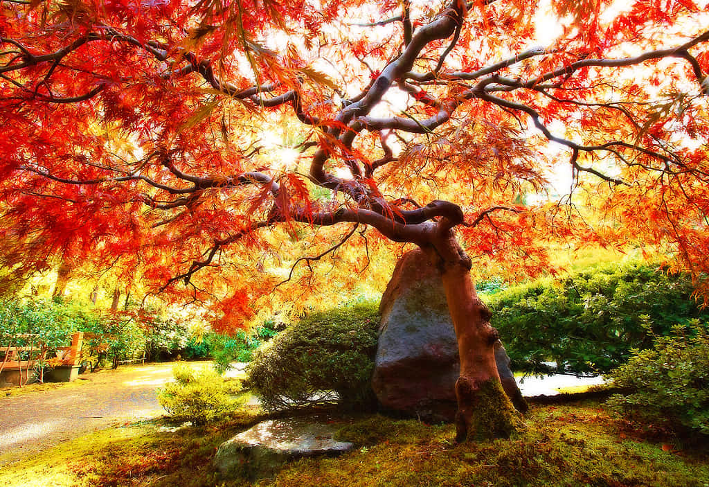 秋日花園中的紅楓樹，金色陽光透過樹葉灑落。