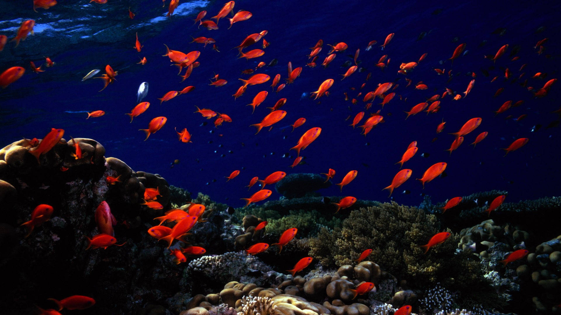 一群橙色魚在深藍色海洋的珊瑚礁附近游動。