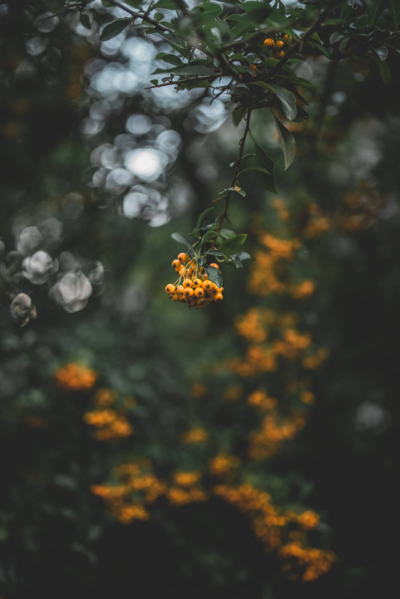 森林中樹枝上的橙色漿果，背景柔和模糊。