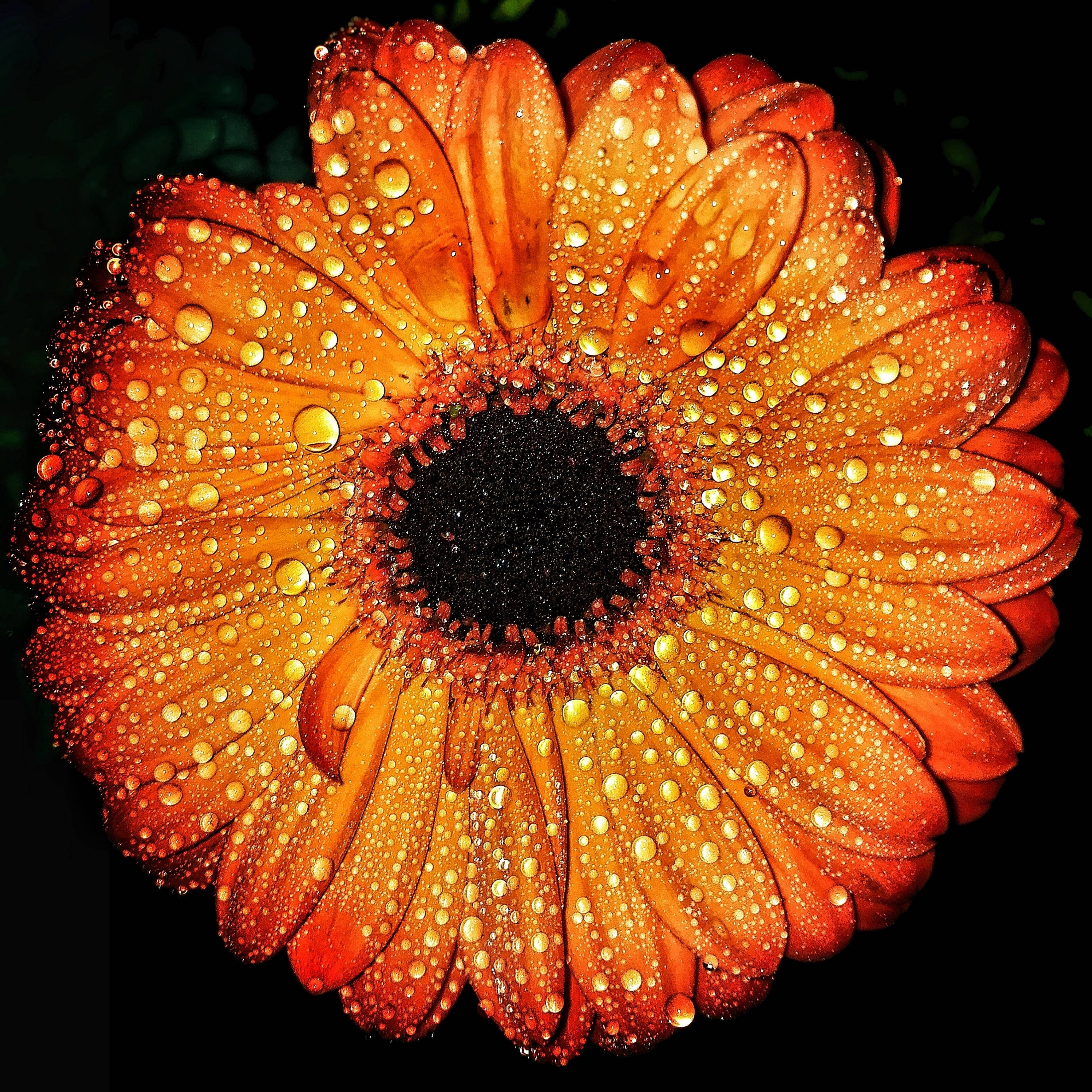 橙色菊花雨滴微距 壁紙 — 一朵充滿活力的橙色非洲菊雛菊在深色背景下閃爍著露珠。