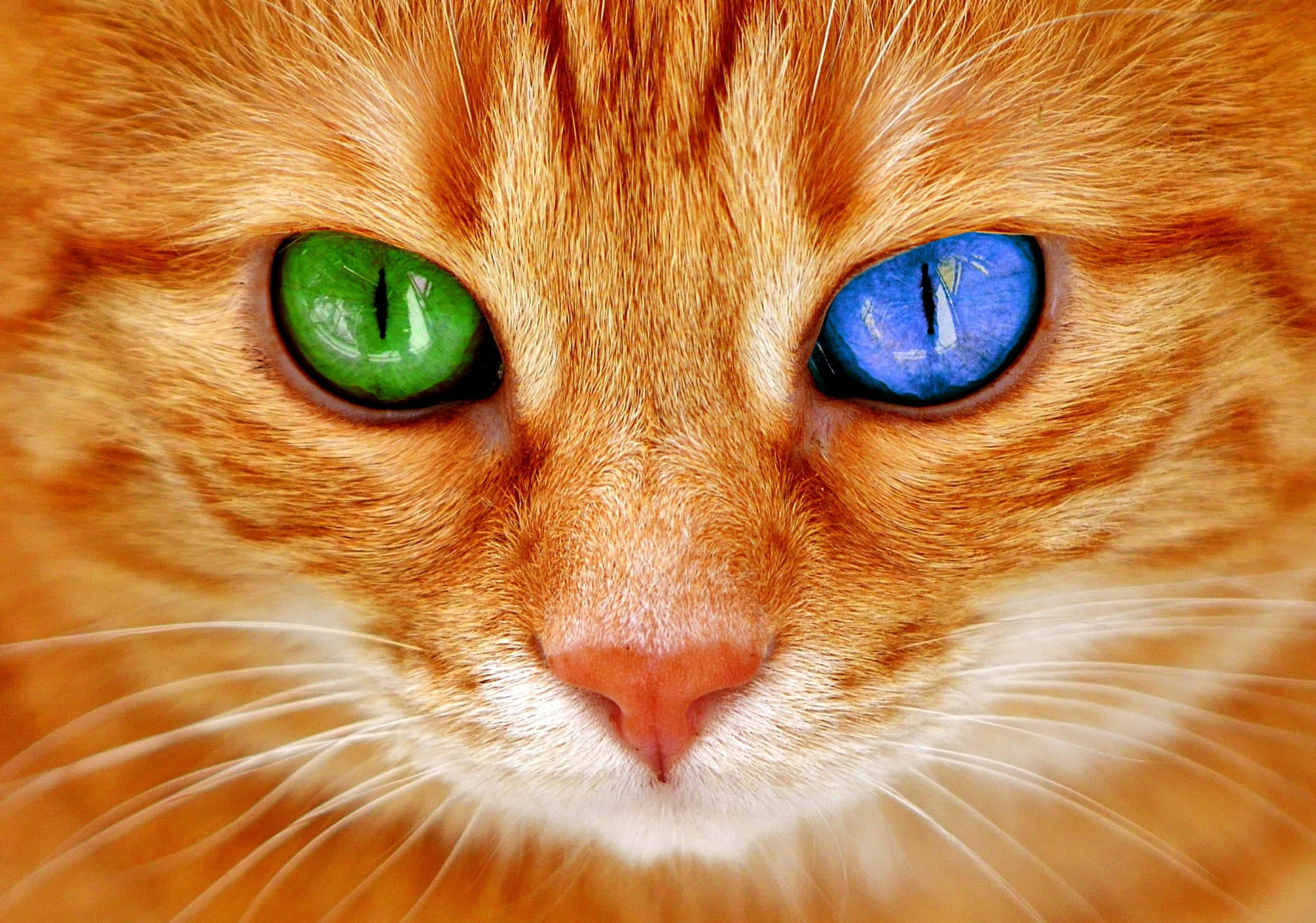 Green & Blue Cat Eyes Orange Tabby 壁紙 — 橙色虎斑貓的特寫，一隻眼睛綠色，另一隻藍色，正凝視著鏡頭。