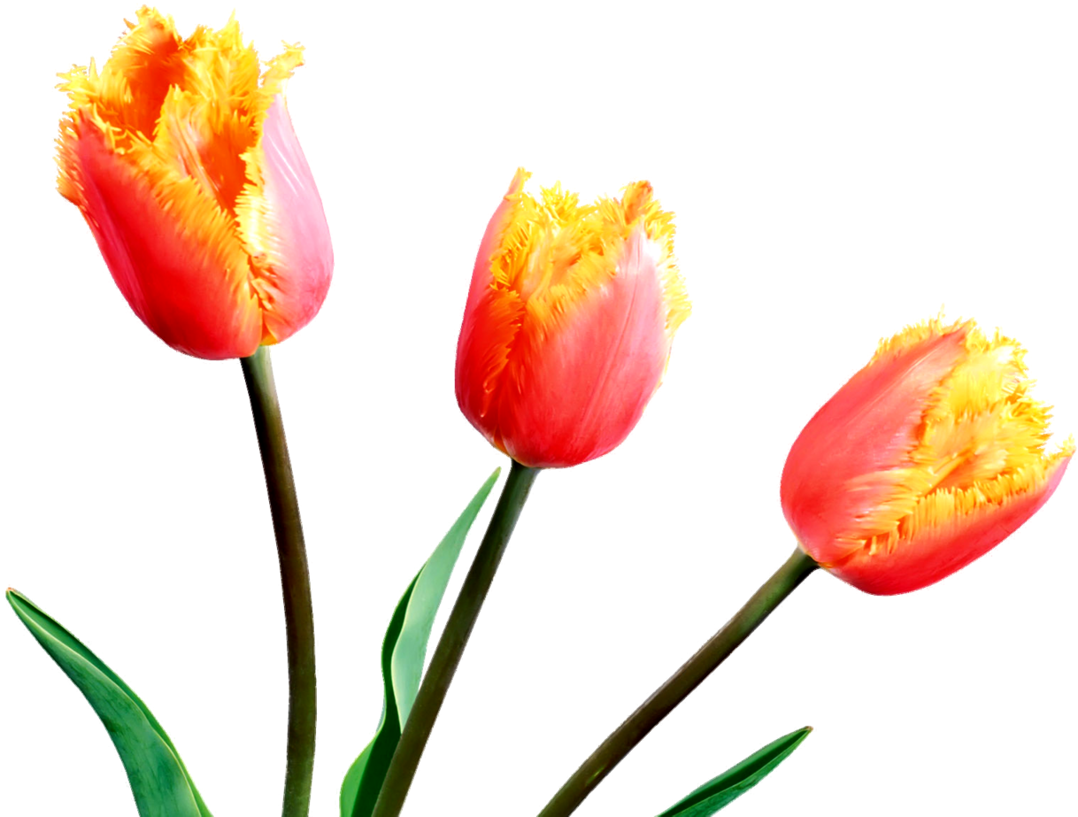 橙色邊緣鬱金香 壁紙 — 三朵帶流蘇的鬱金香，粉紅色花瓣和黃色花心，在純黑色背景下盛開。