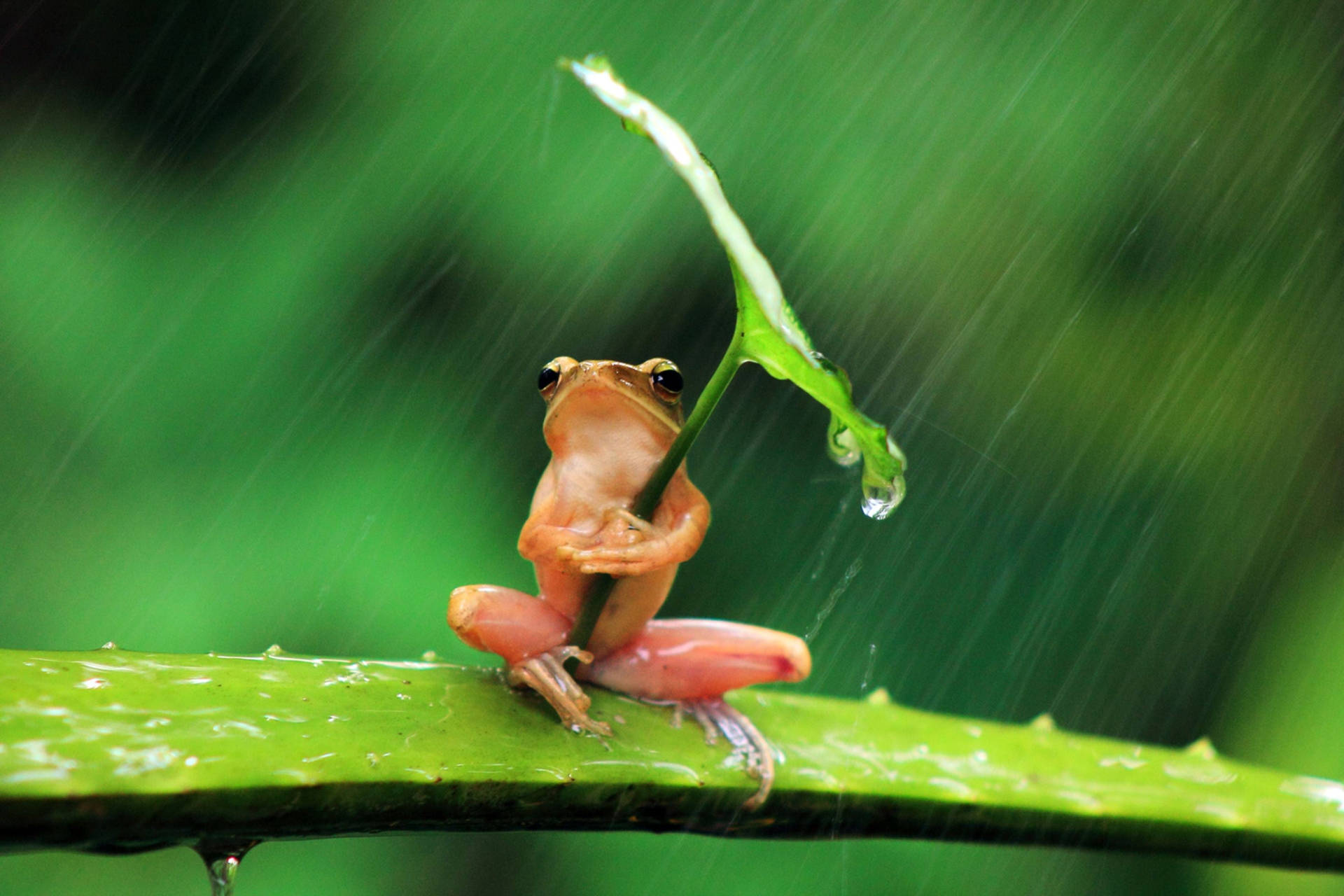 一隻細小的橙色青蛙在綠色森林的雨中坐在葉子上。