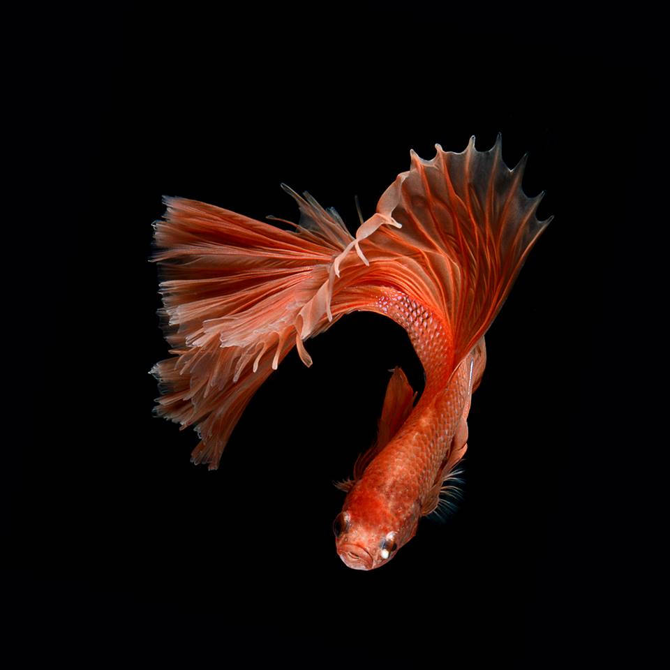 橙色鬥魚 壁紙 — 一條鮮豔的橙色鬥魚，擁有流暢的魚鰭，在純黑背景下優雅地彎曲。