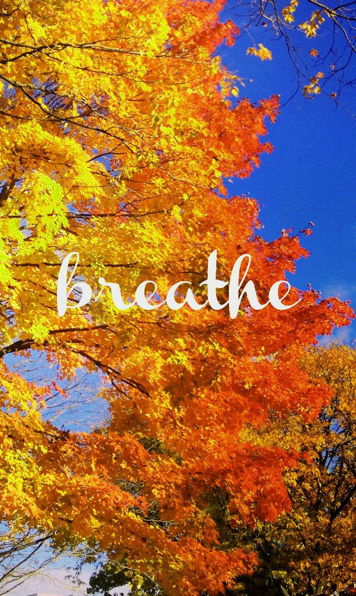 秋天的樹，樹葉橙色和黃色，襯著藍天，白色草書文字「breathe」