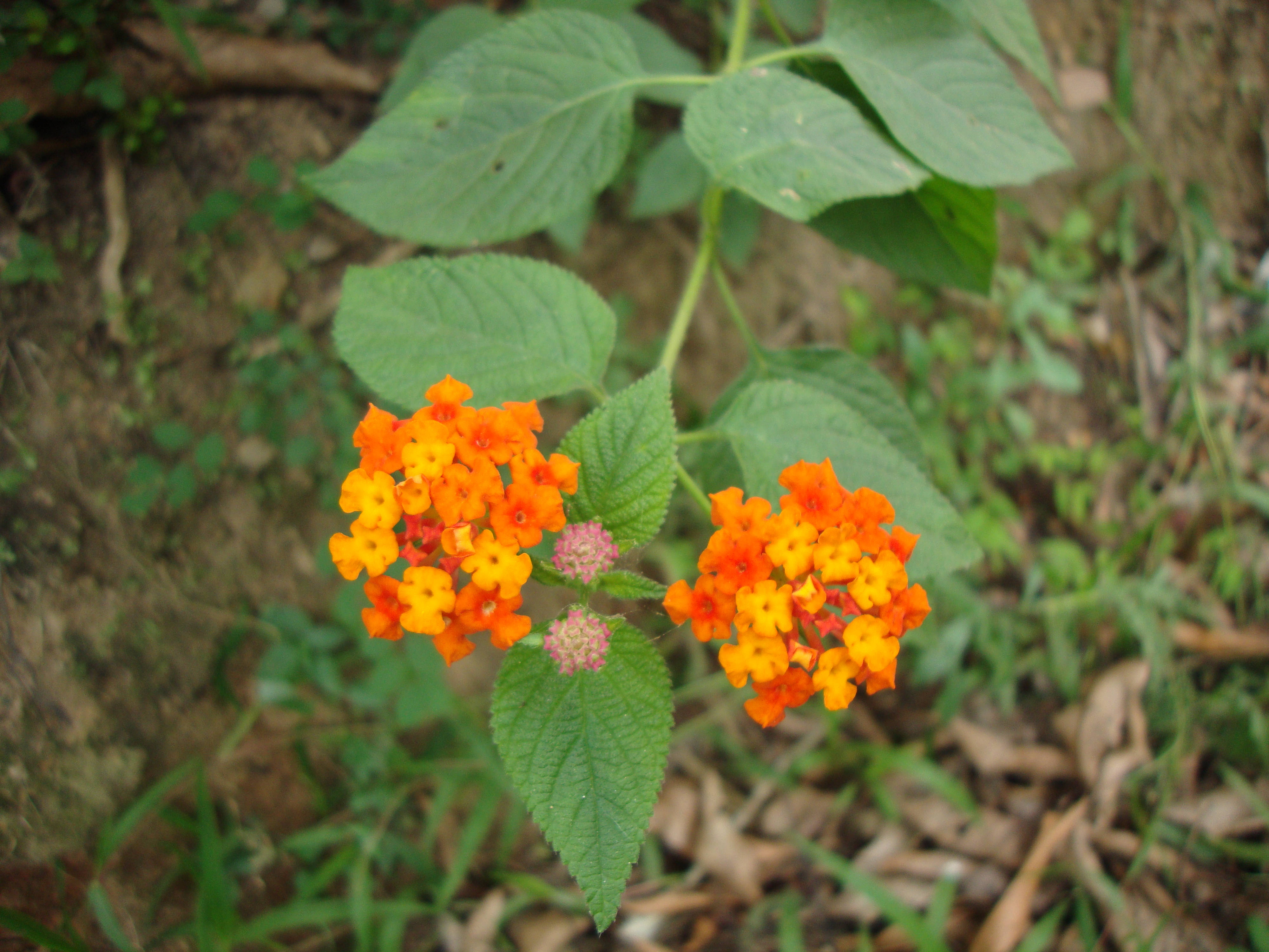 橙黃色 Tumblr 花 壁紙 — 鮮豔的橙色馬纓丹花在茂密的綠葉間綻放，森林地面沐浴在柔和自然光中。