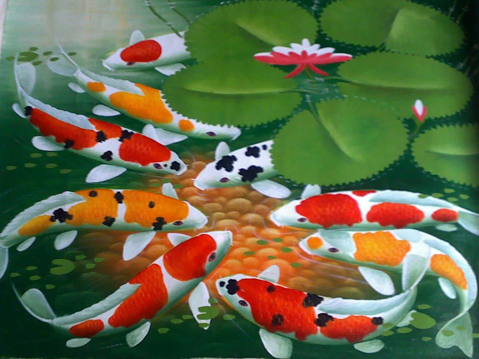 橙黑鯉魚在寧靜池塘中游泳 壁紙 — 色彩繽紛的錦鯉在翠綠的荷葉和盛開的粉紅色睡蓮之間優雅地游動，池塘寧靜祥和。