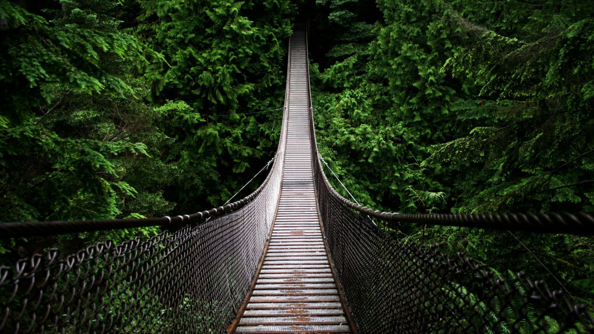 橫跨森林的懸索橋