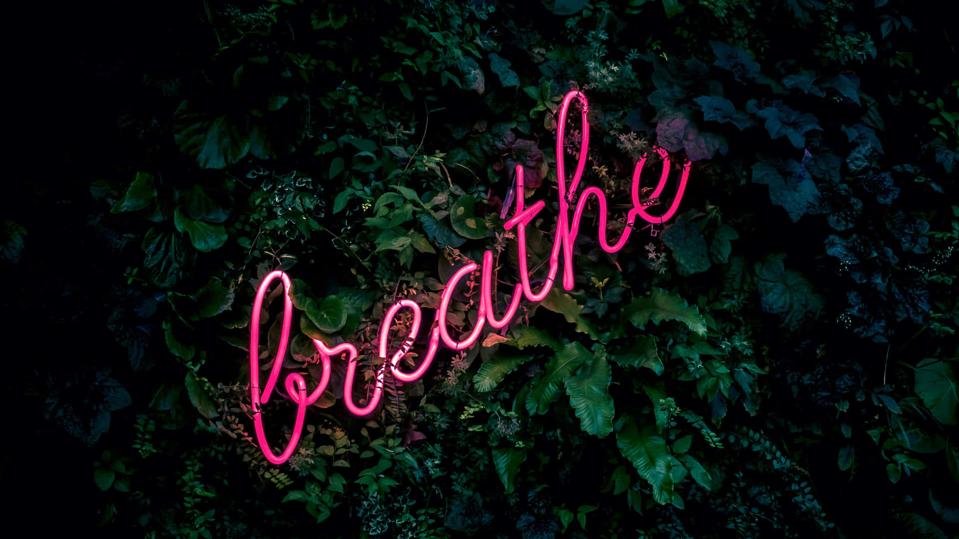 粉紅色霓虹燈牌寫著 breathe，夜晚被深綠色樹葉包圍。