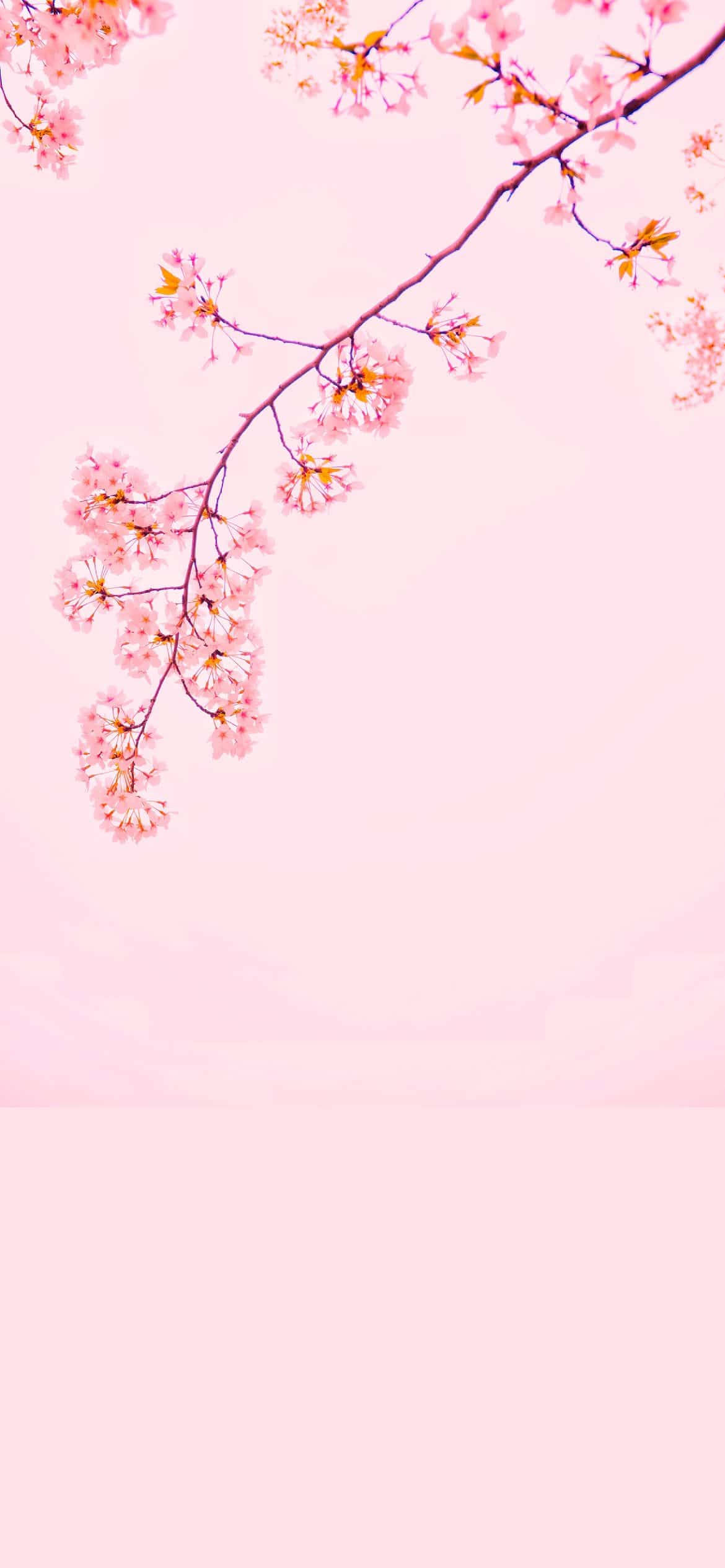 櫻花 iPhone 12 壁紙 — 嬌嫩的粉紅櫻花在纖細的枝條上盛開，映襯著柔和的粉紅天空。