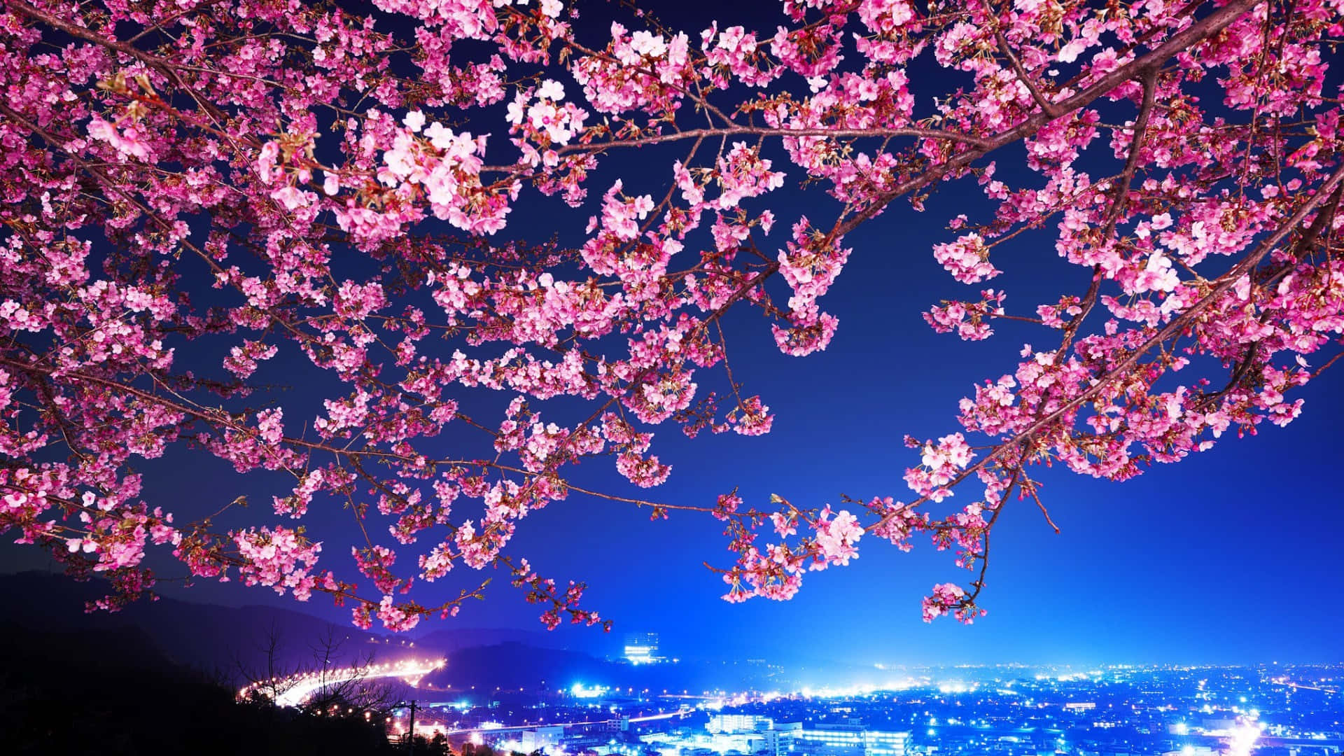 粉紅櫻花喺夜晚發光嘅城市上空拱起。